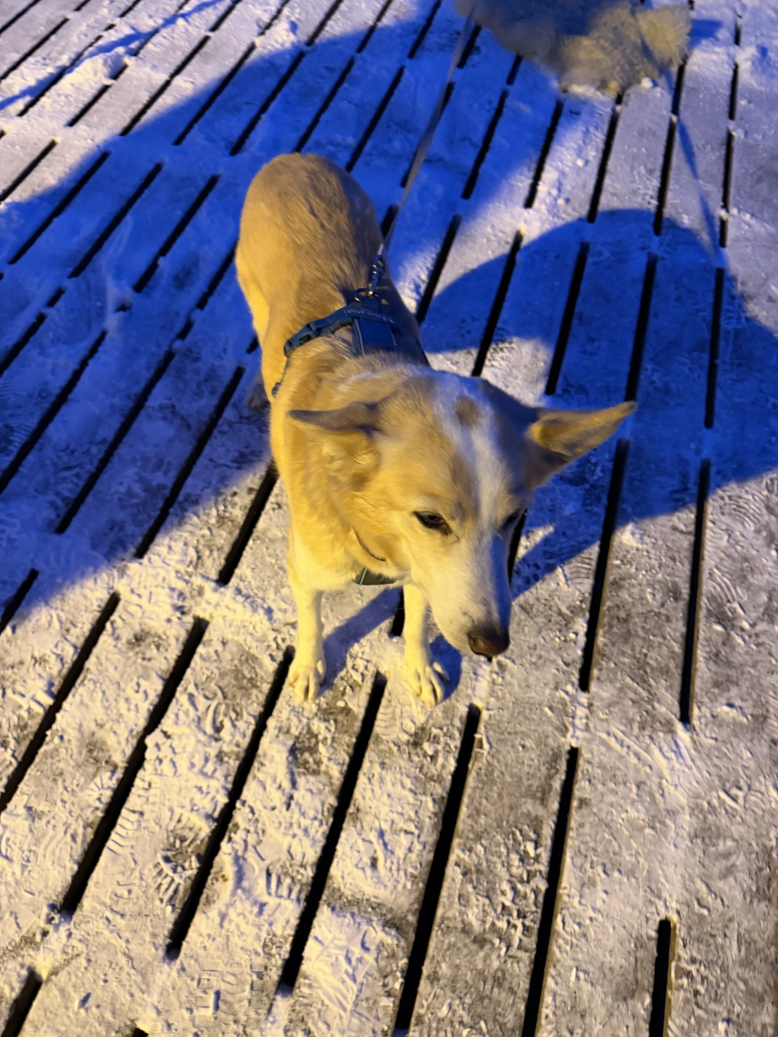 A dog on a leash standing on a snow-covered wooden deck with snow and shadows, possibly during evening or early morning.