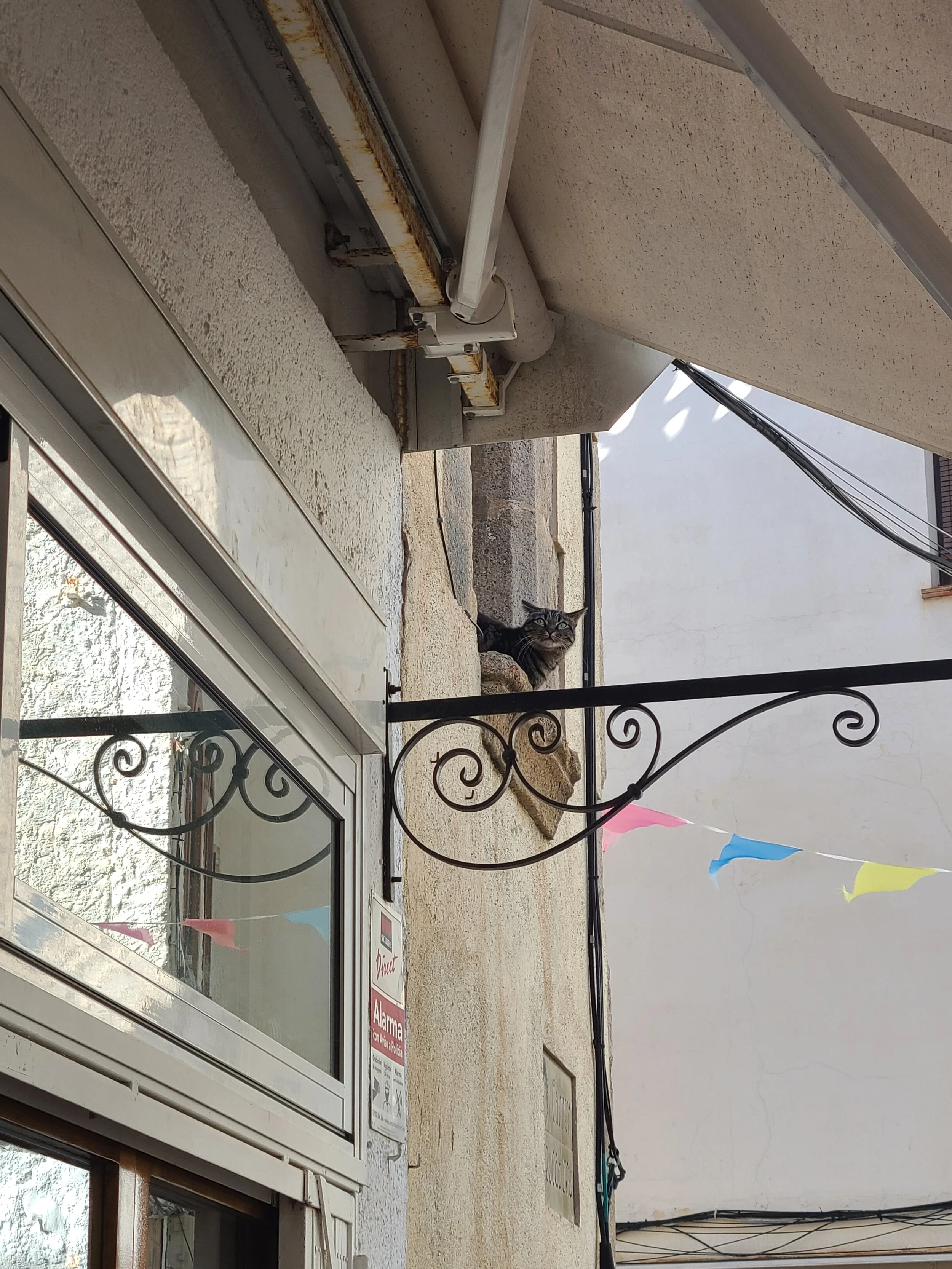 A cat peering out from behind a wall near a window with a metal security grille, and some colorful triangular flags hanging in the background.