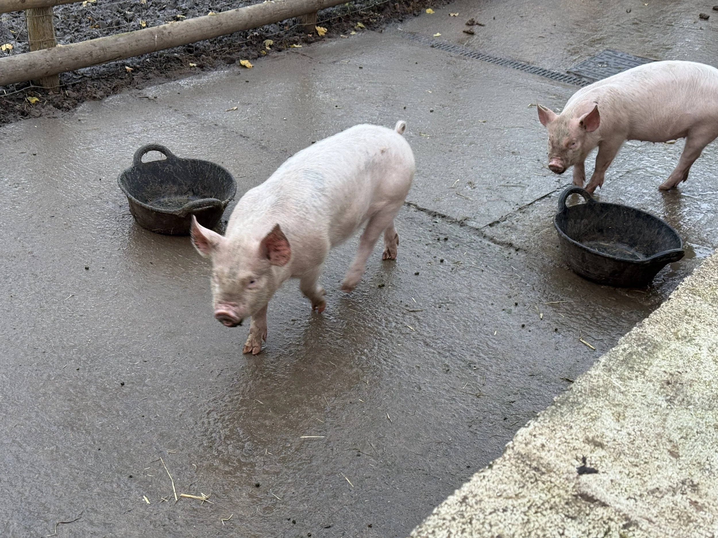 Three piglets walking on a wet concrete surface near two black plastic buckets, with a fenced area and muddy ground in the background.