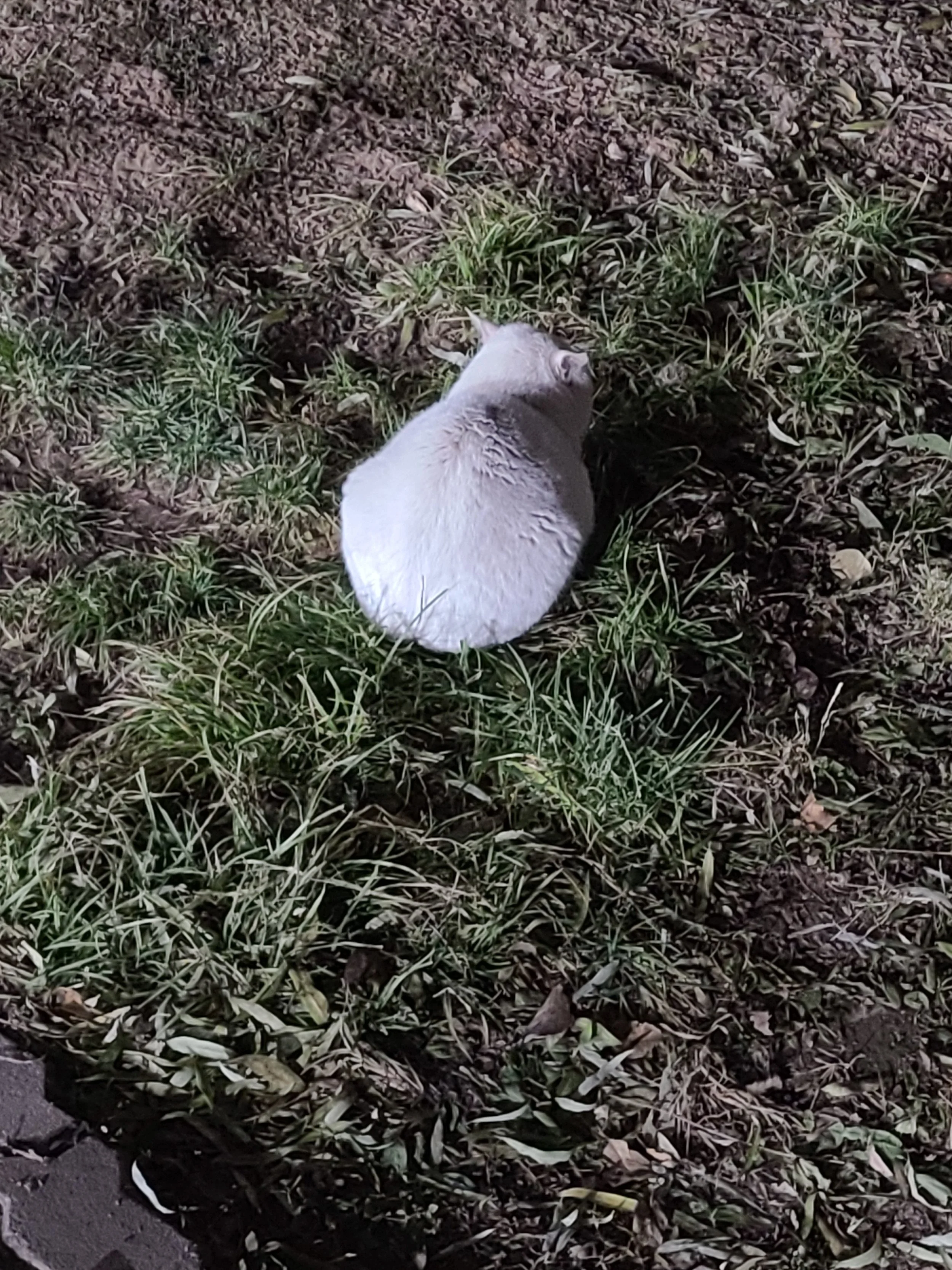 A white cat sitting on grass and dirt at night, illuminated by artificial light.
