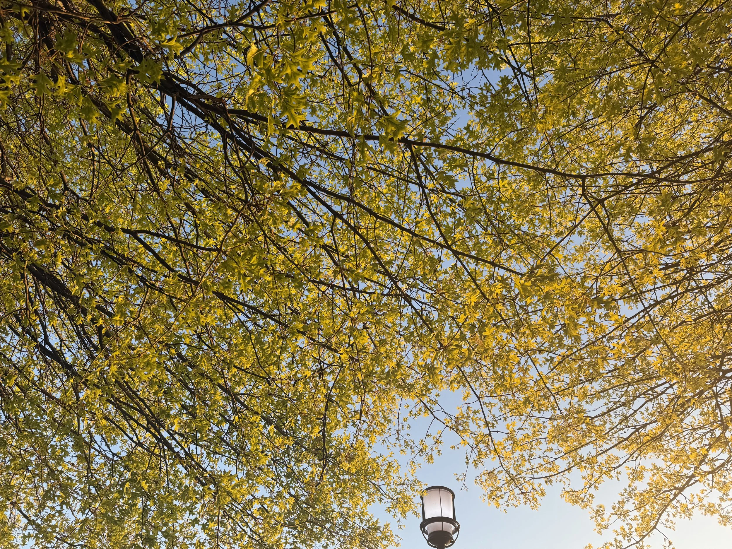 View of tree branches with green and yellow leaves against a blue sky, with a streetlamp at the bottom center.