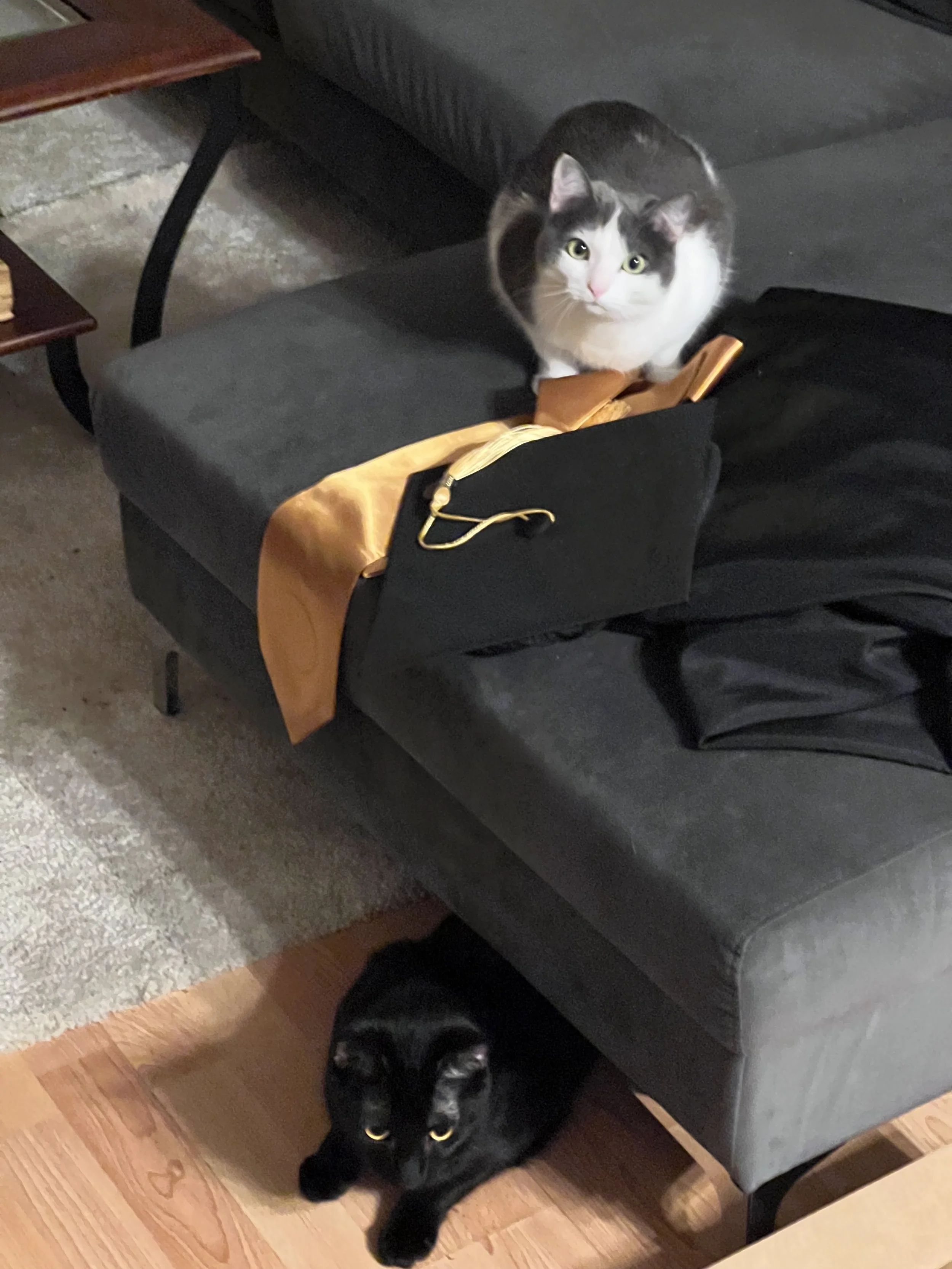 A black cat lying on the wooden floor with a black couch and a black and white cat sitting on a cushion on the couch. The black and white cat has white fur on its face, chest, and paws, with black fur on its head, back, and tail, and is looking up at