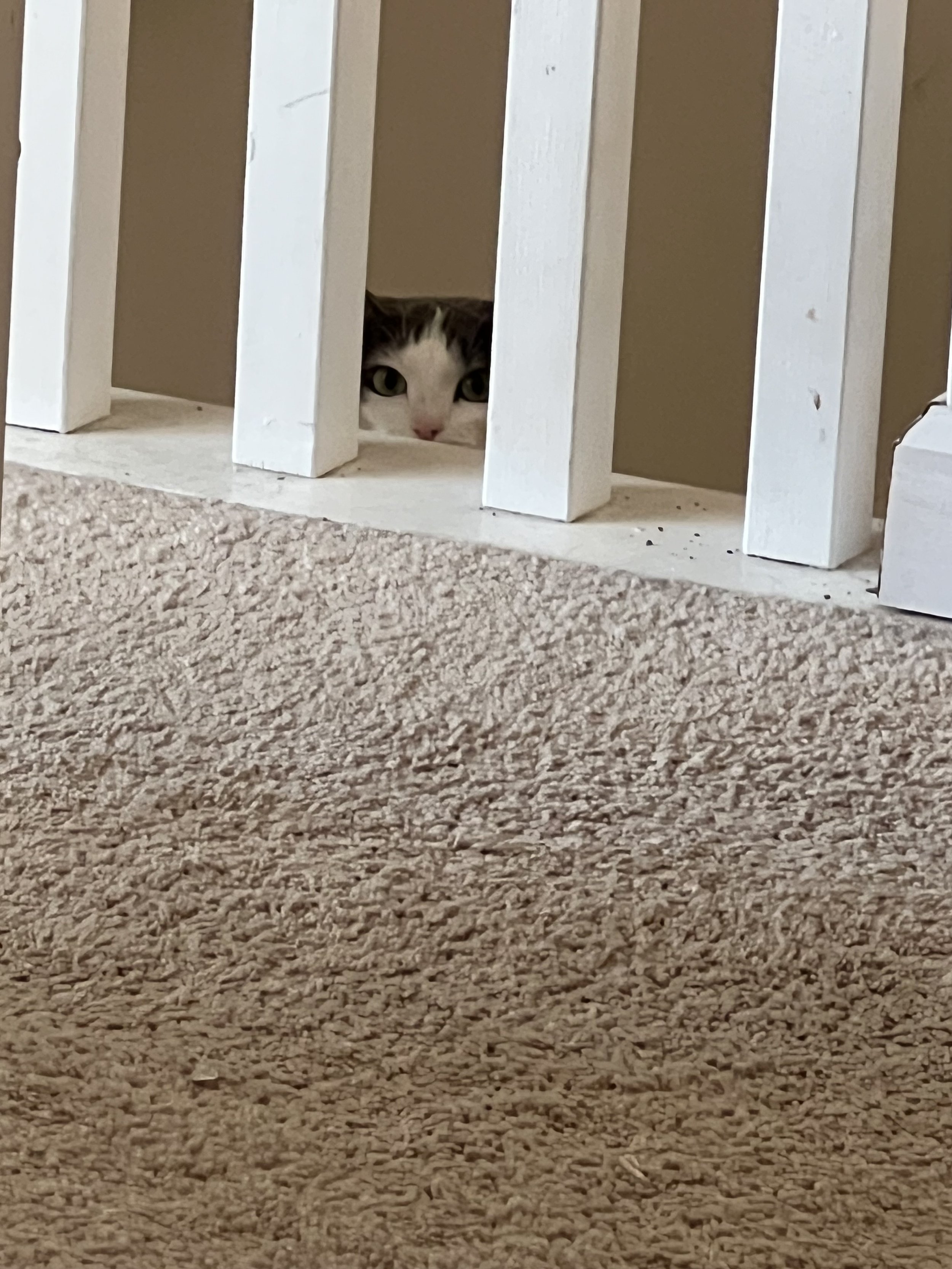 A black and white cat peeking through white wooden slats on a stair railing.