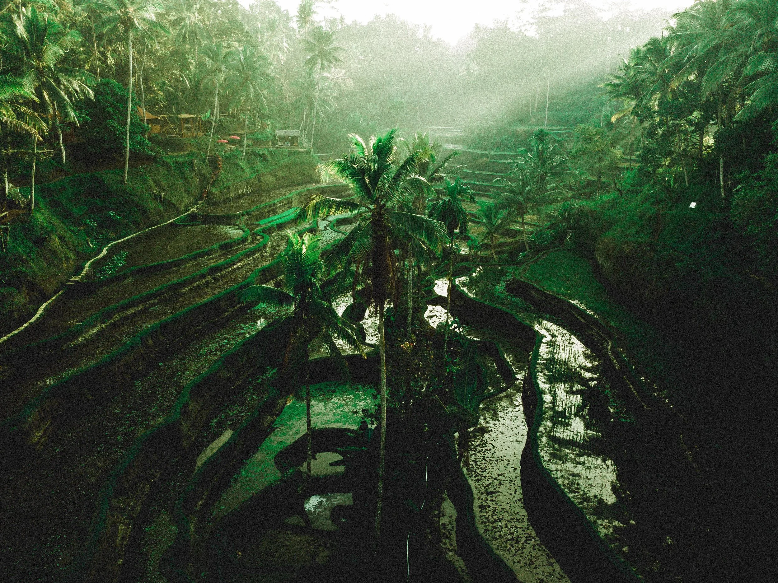 TROPO SHOOTS BALI-29.jpg