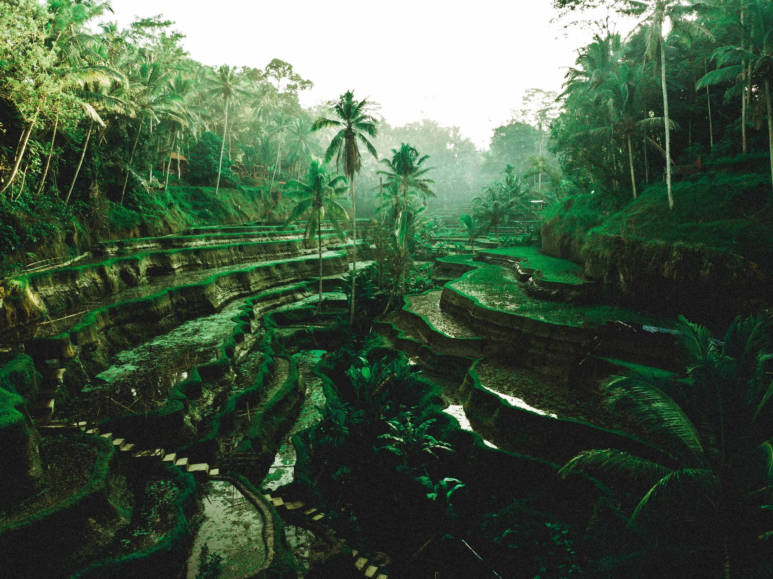 TROPO SHOOTS BALI-28.jpg