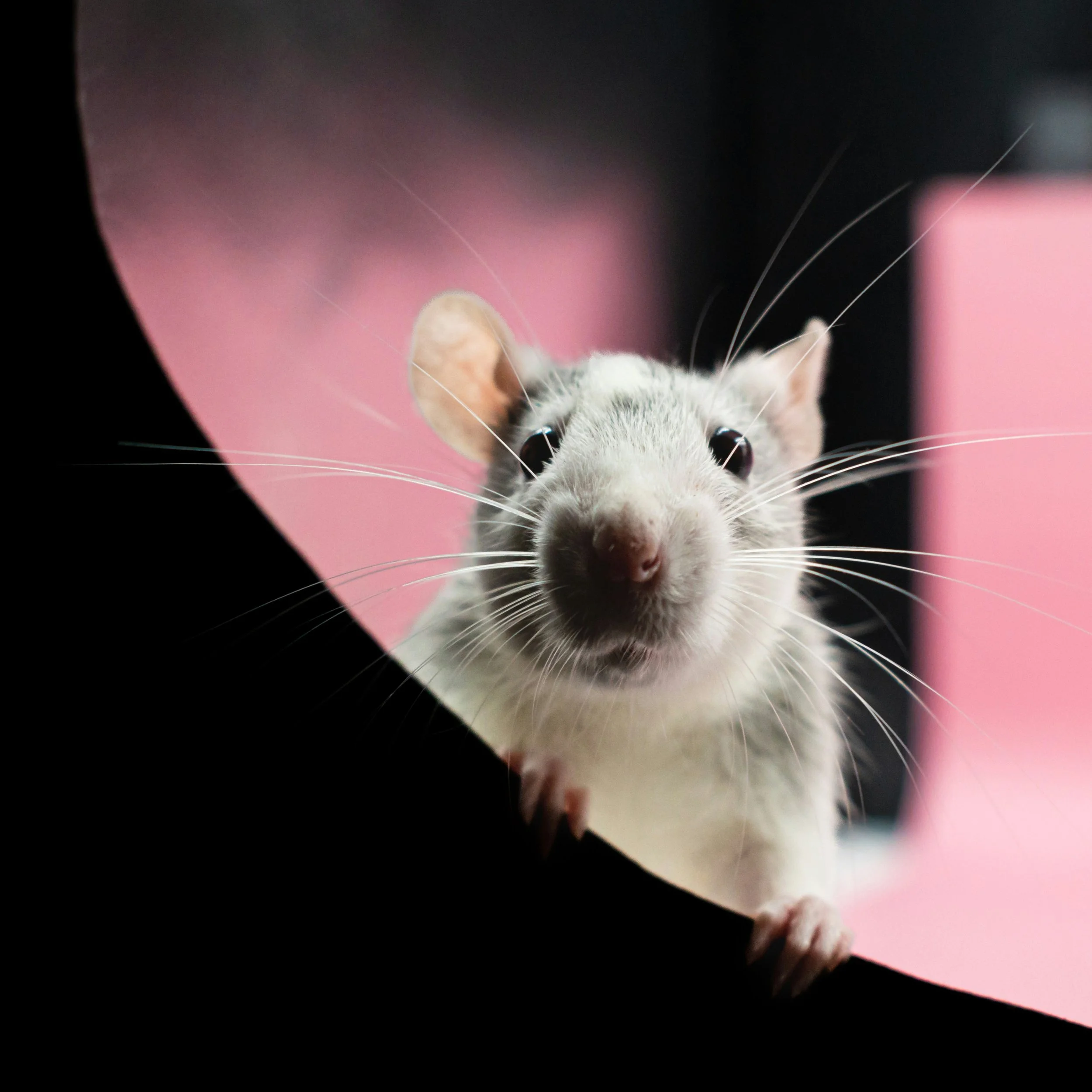 a clean gray rat peering out toward the camera from behind a little barrier