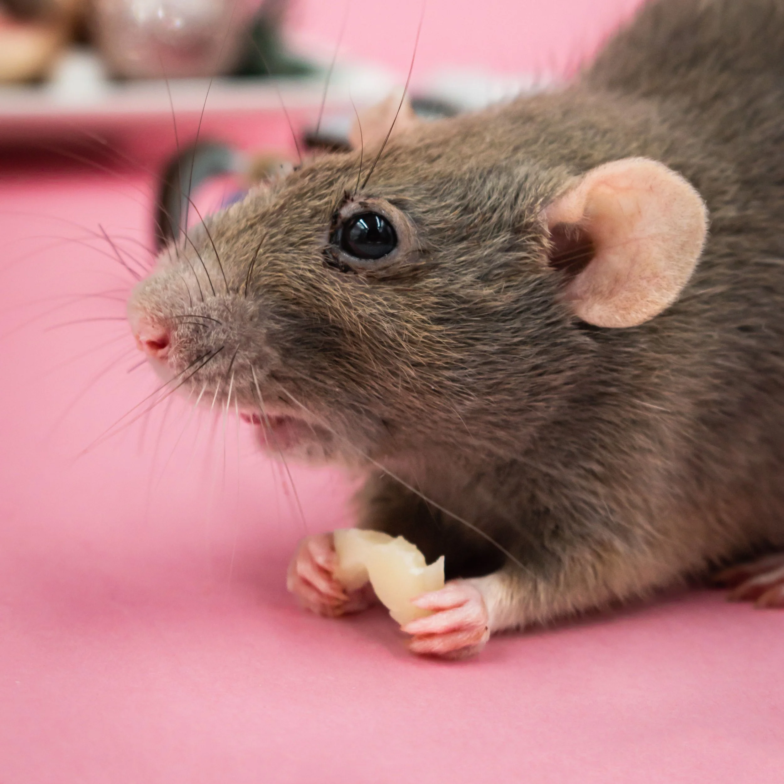 a clean brown rat looking off to the left, holding a tiny piece of cheese