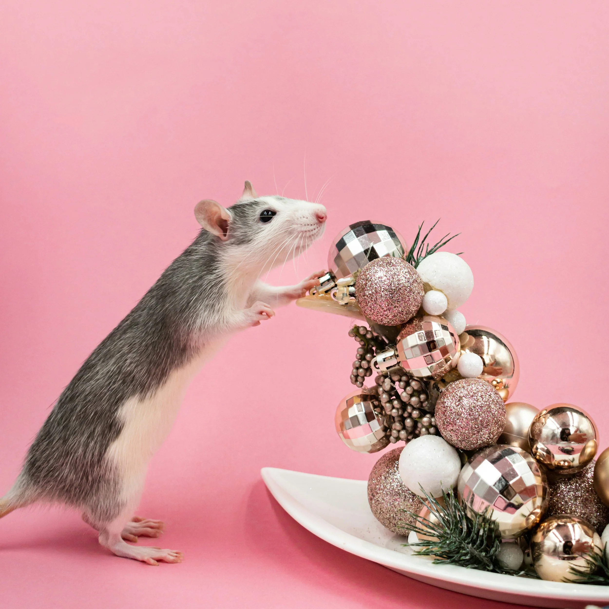 A clean gray and white rat sniffing a little decorative disco ball thing, with a pink background