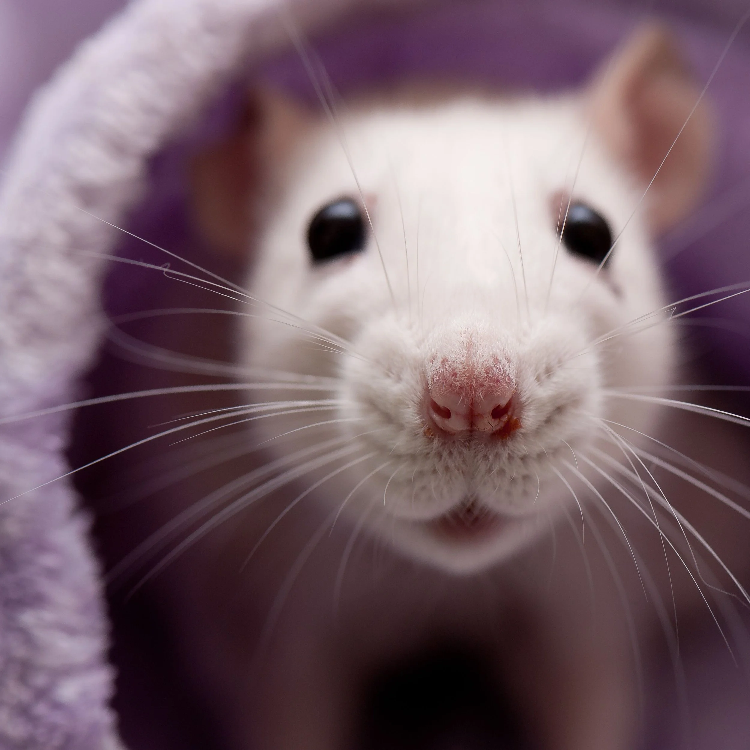 a clean white rat looking at the camera from under a blanket