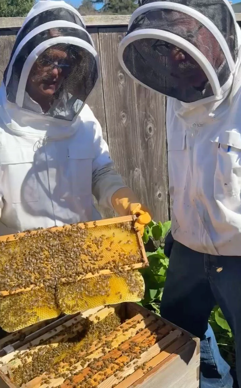 Two people wearing white beekeeping suits and veiled hoods inspecting honeycomb frames from a hive outdoors, with a wooden fence in the background.