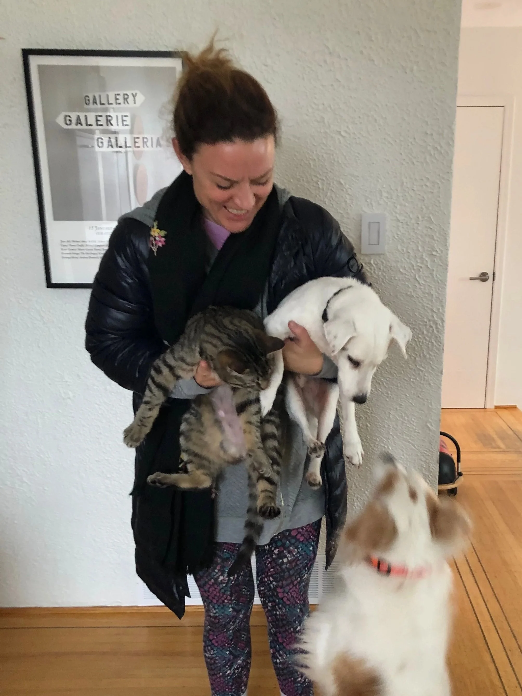 A woman holds a tabby cat and a small white dog, while a large white dog with a red collar looks up at her indoors.