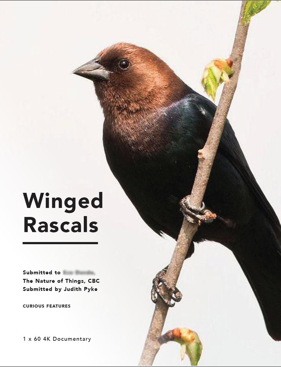 Cover page of a booklet describing a documentary titled "Winged Rascals" featuring a close-up of a bird with brown and black feathers perched on a thin branch with green leaves.