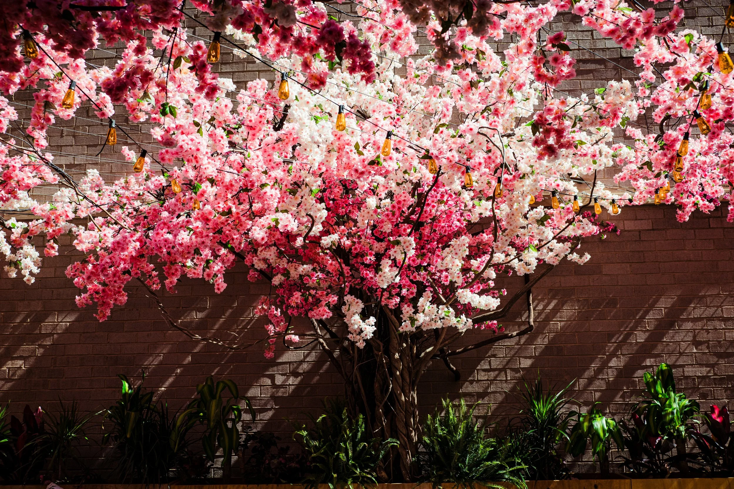 mercymecherryblossomandnewmenu-206.jpg