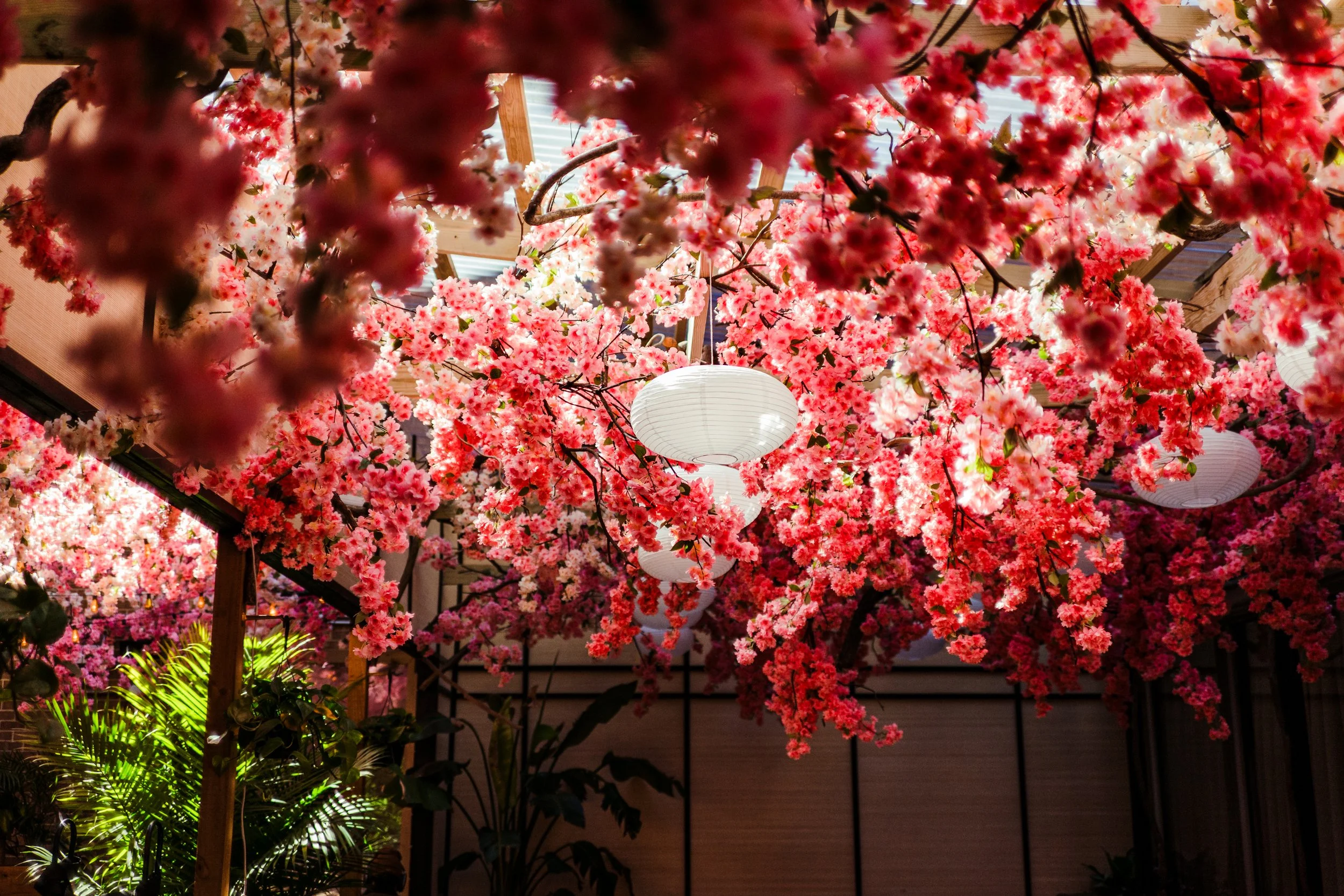 mercymecherryblossomandnewmenu-197.jpg