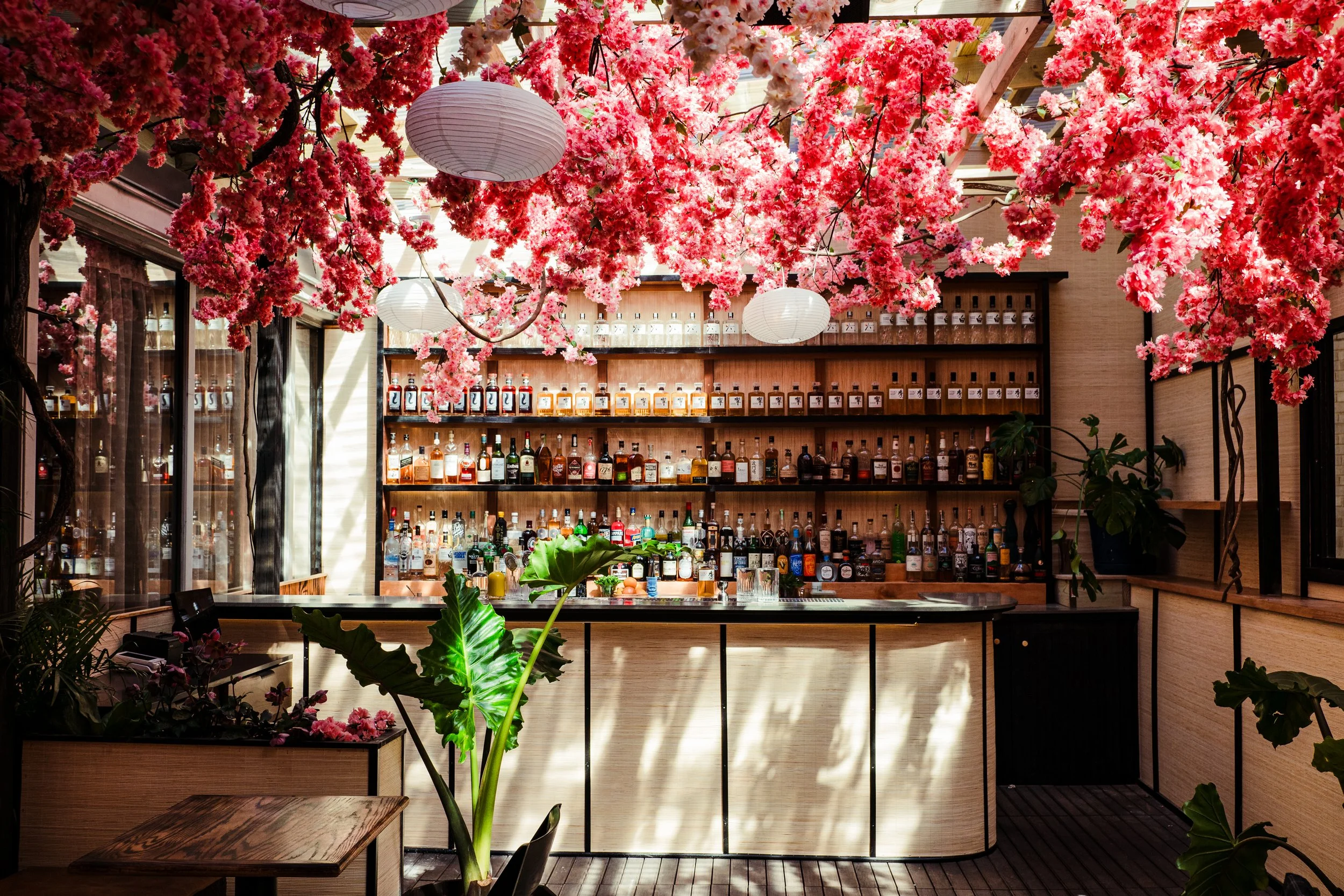 mercymecherryblossomandnewmenu-209.jpg