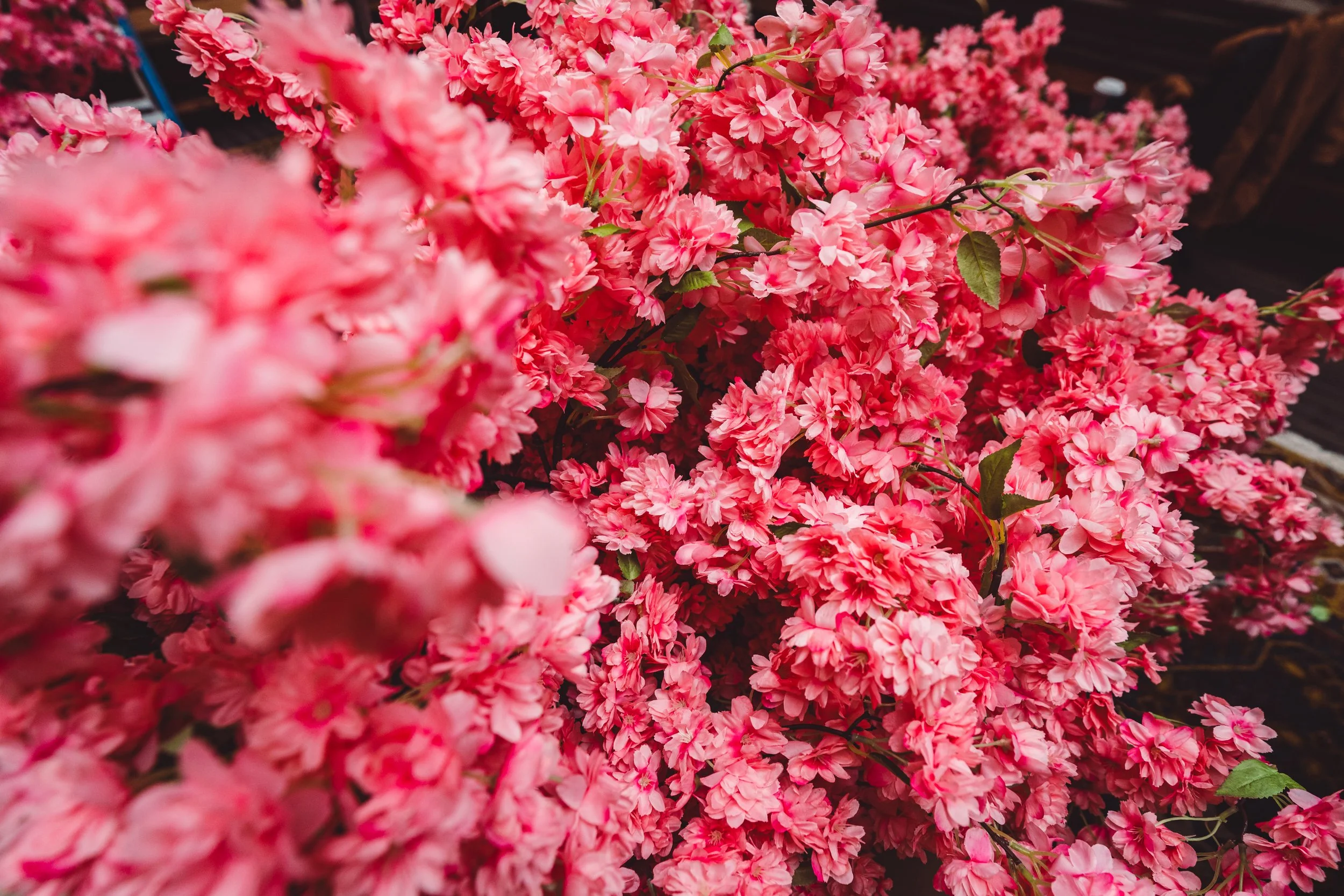 mercymecherryblossomandnewmenu-23.jpg