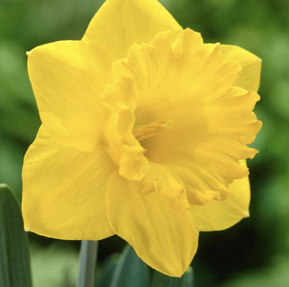 Dutch Master Daffodil