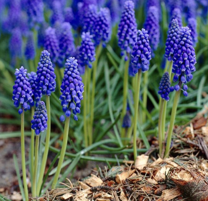 Muscari