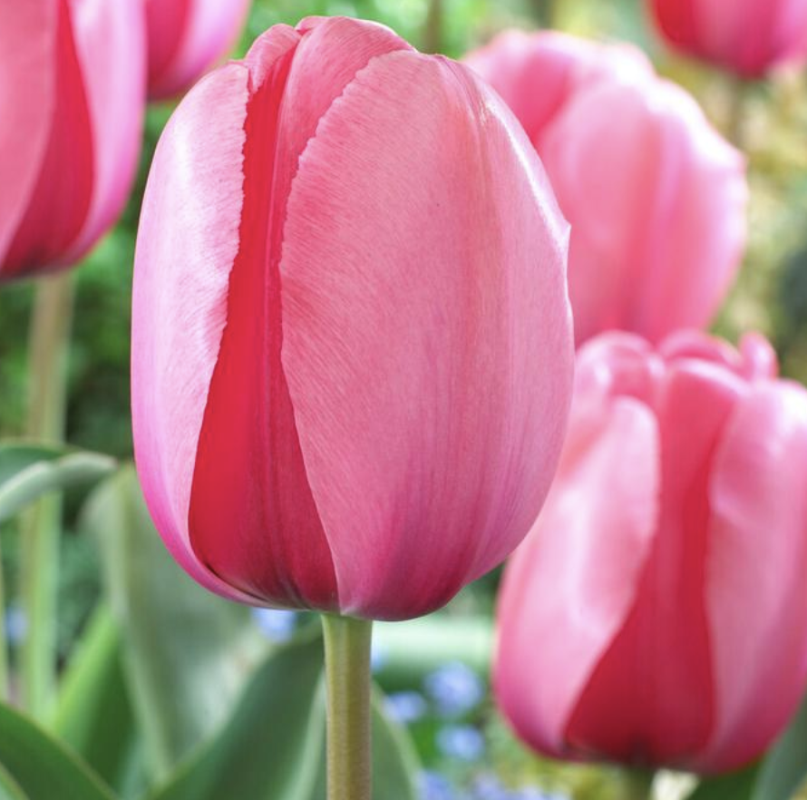 Pink Impression Tulip