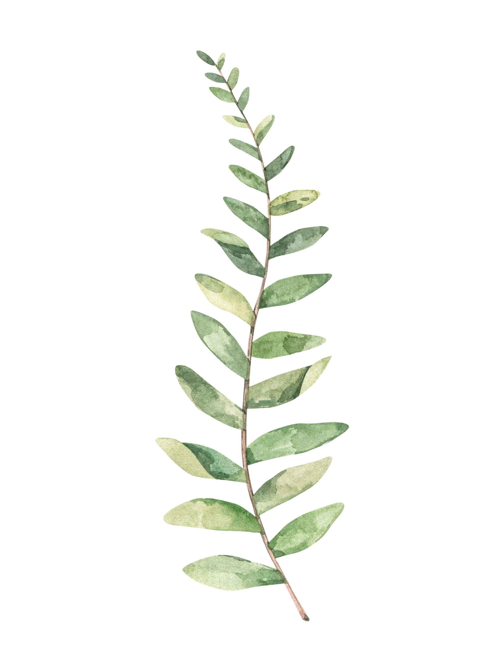 A single branch with numerous oval-shaped green leaves arranged alternately along a reddish-brown stem.