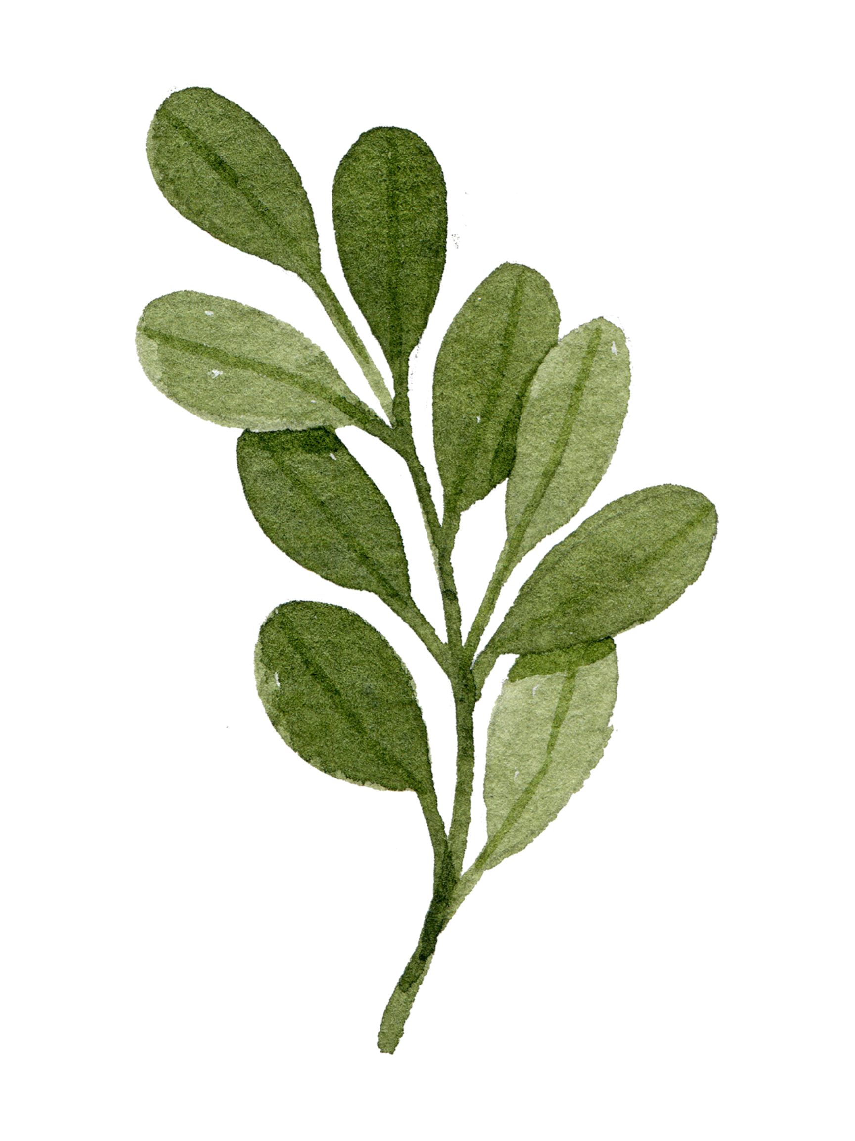 Watercolor illustration of a branch with green oval-shaped leaves.