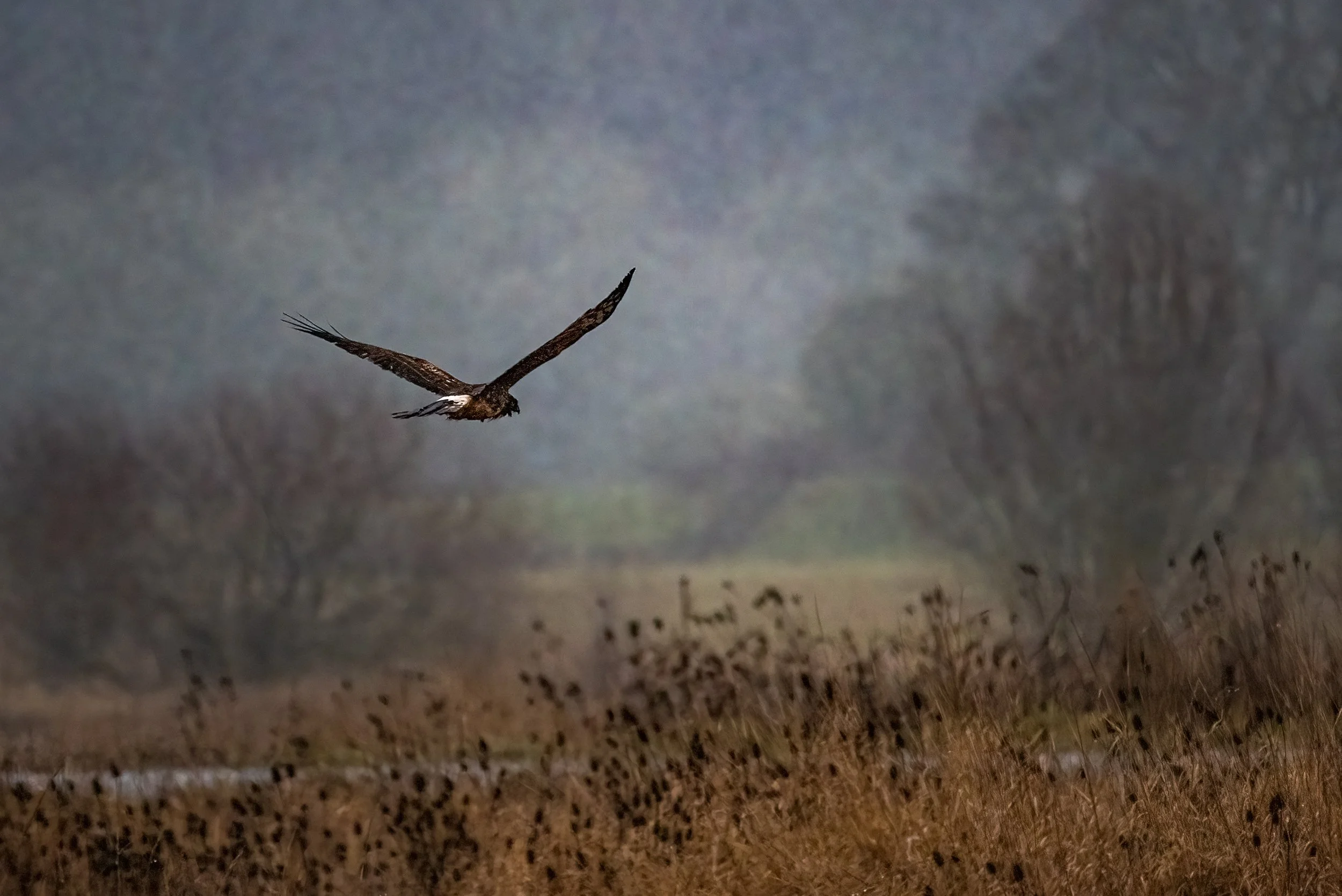 Harrier Hawk in Fog