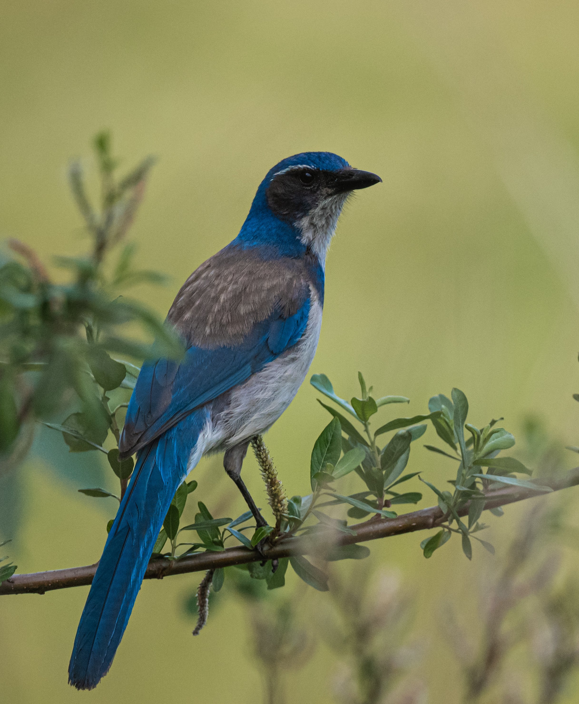 Scrub Jay 3 05162020-7568.JPG