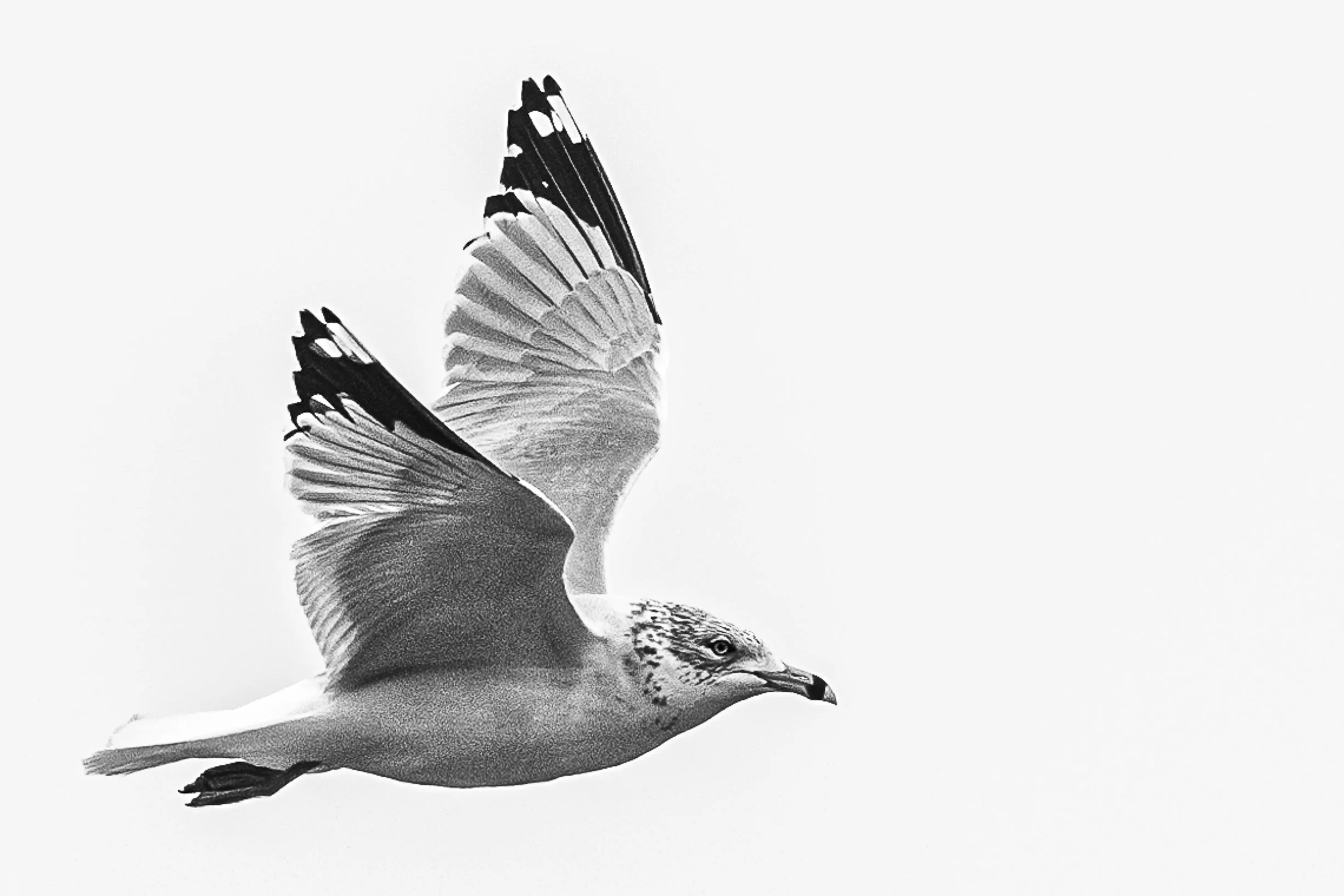 Gull in Winter