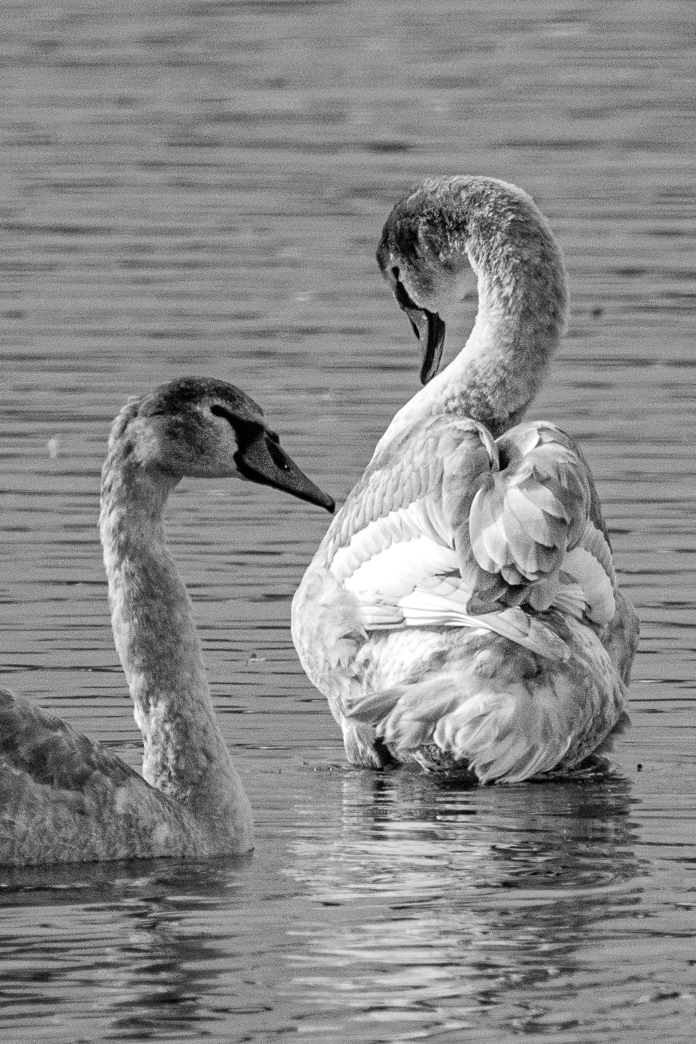 Young Love