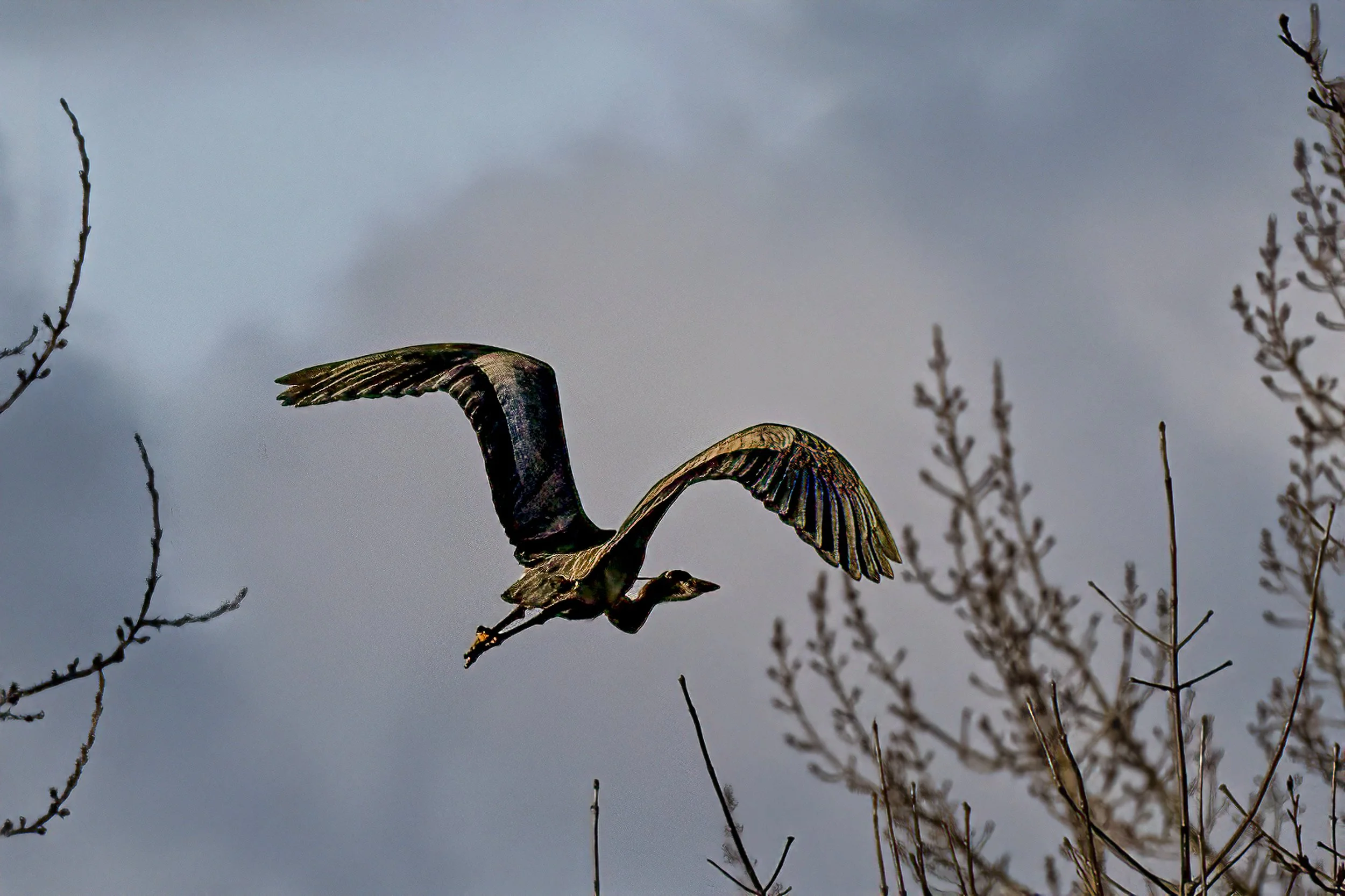 Edwards Great Blue Heron in Evening Light.JPG