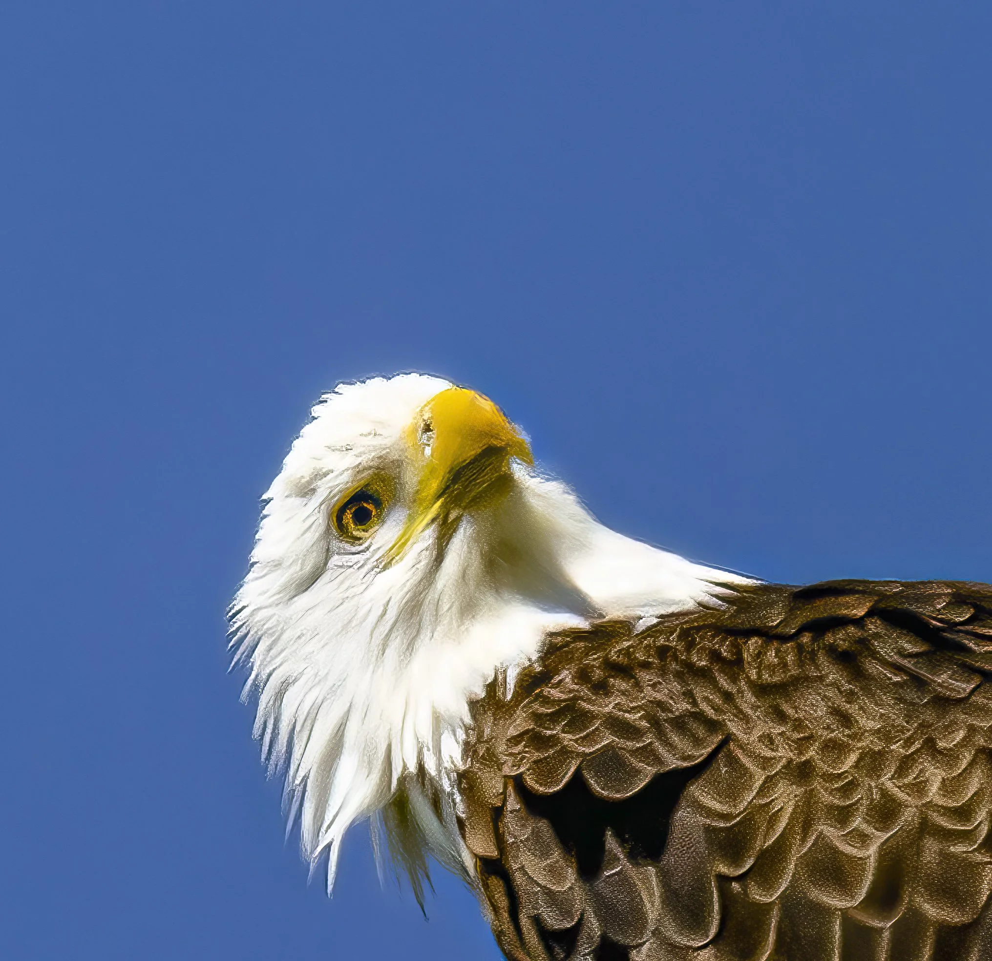 Eagle-5.JPG