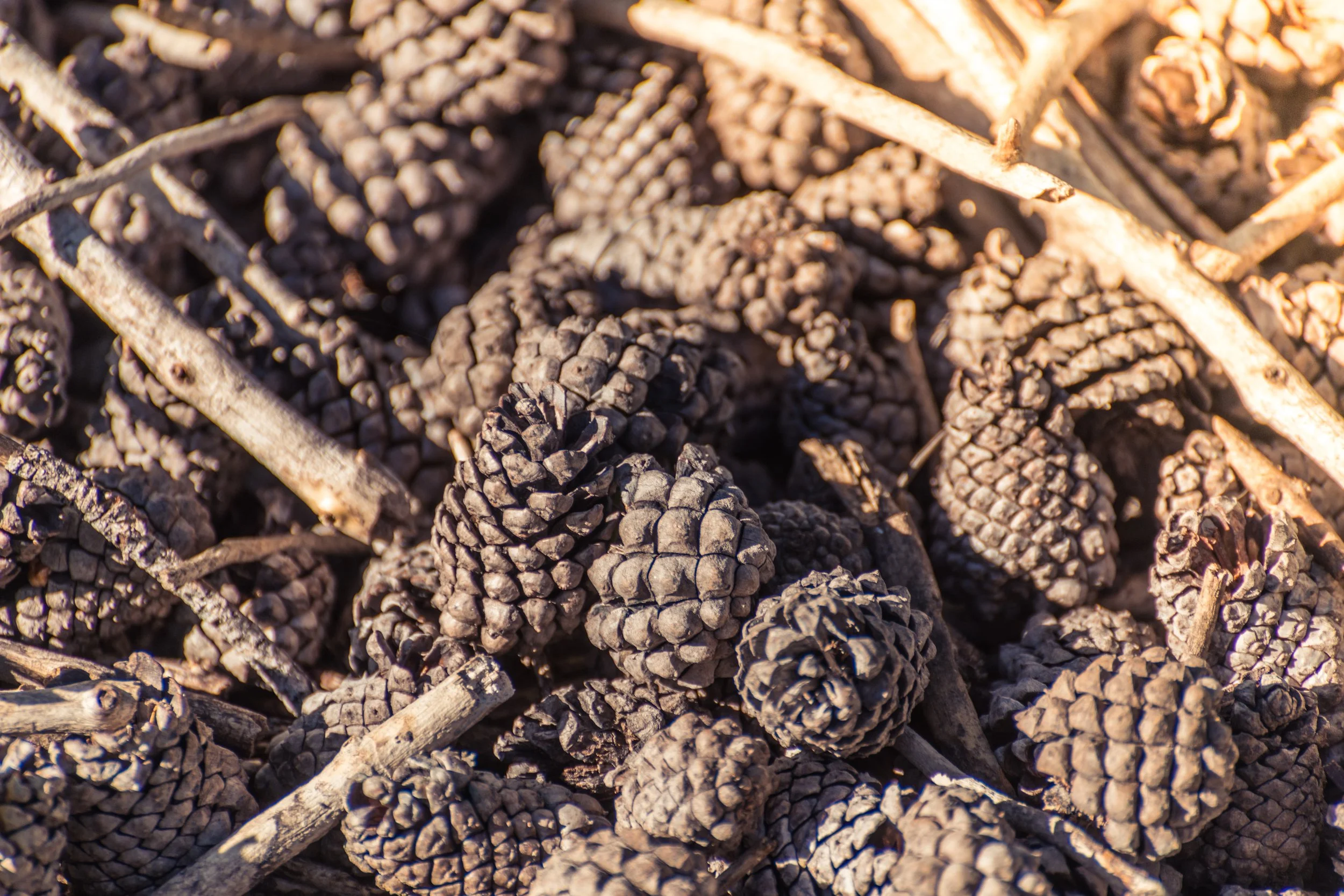 Close-up of several pine cones and small tree branches on the ground.