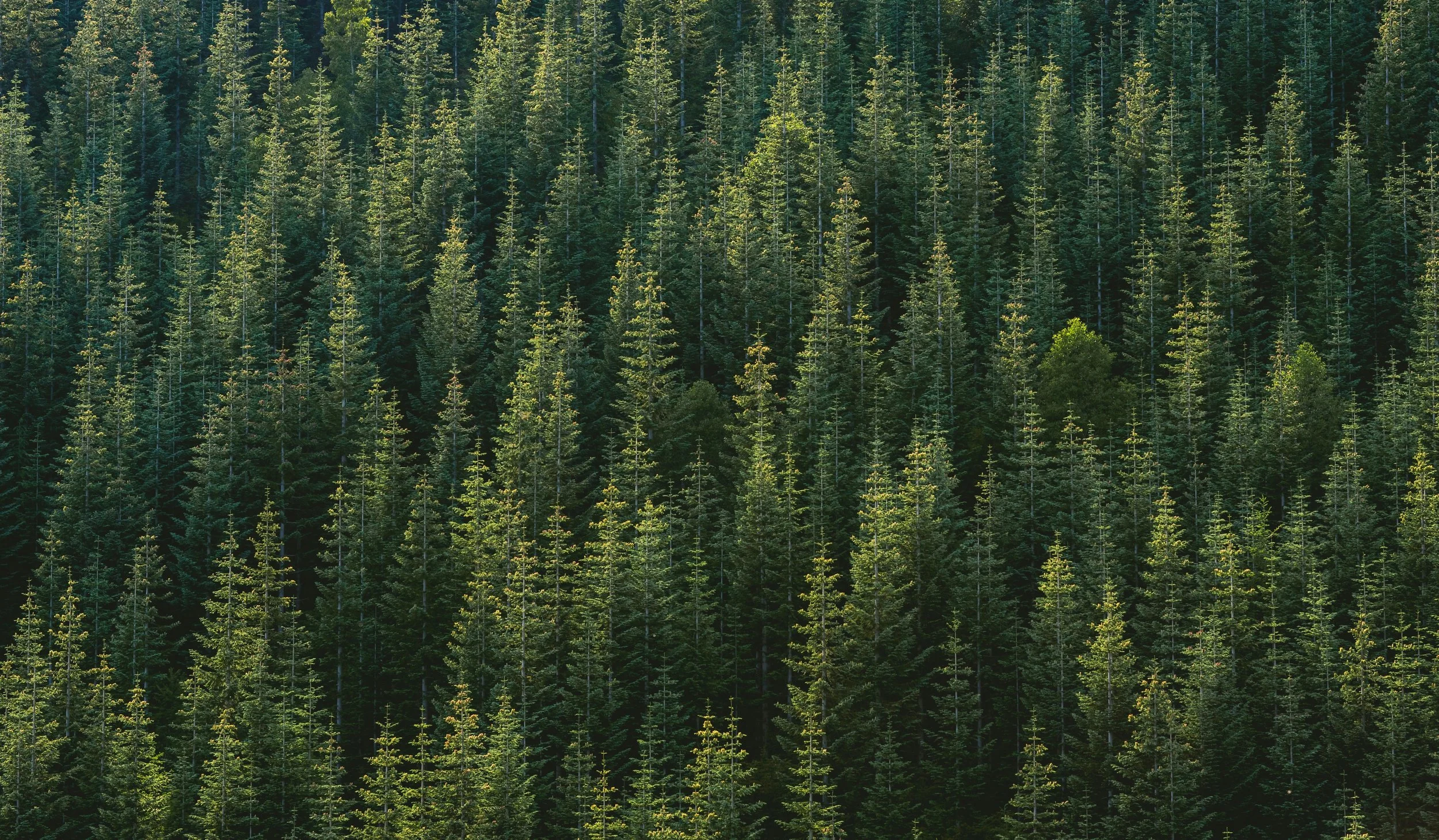 A dense forest of tall evergreen trees with sunlight filtering through the branches.