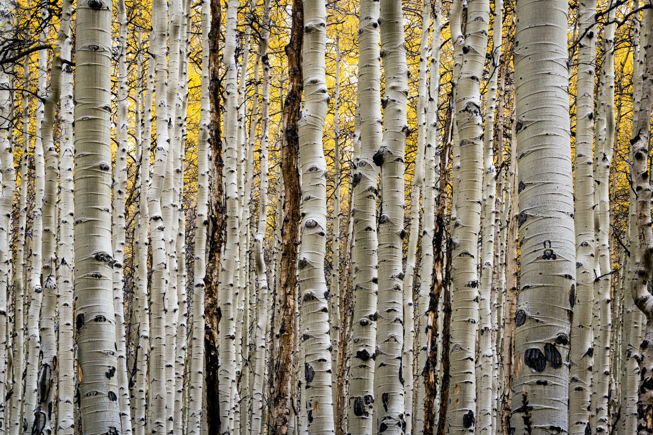 A dense forest of tall, slender aspen trees with white bark and black knots, showing some yellow leaves in the fall.