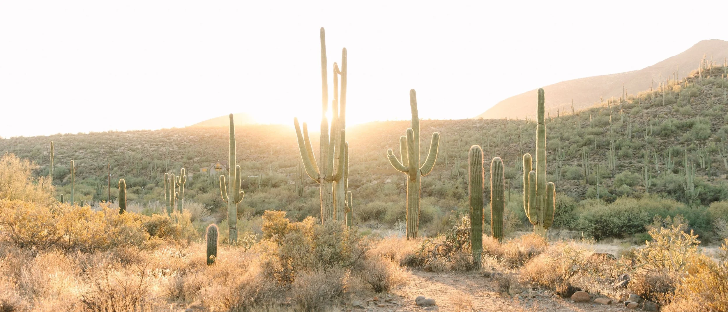 Saguaro cacti in the Arizona desert at sunset