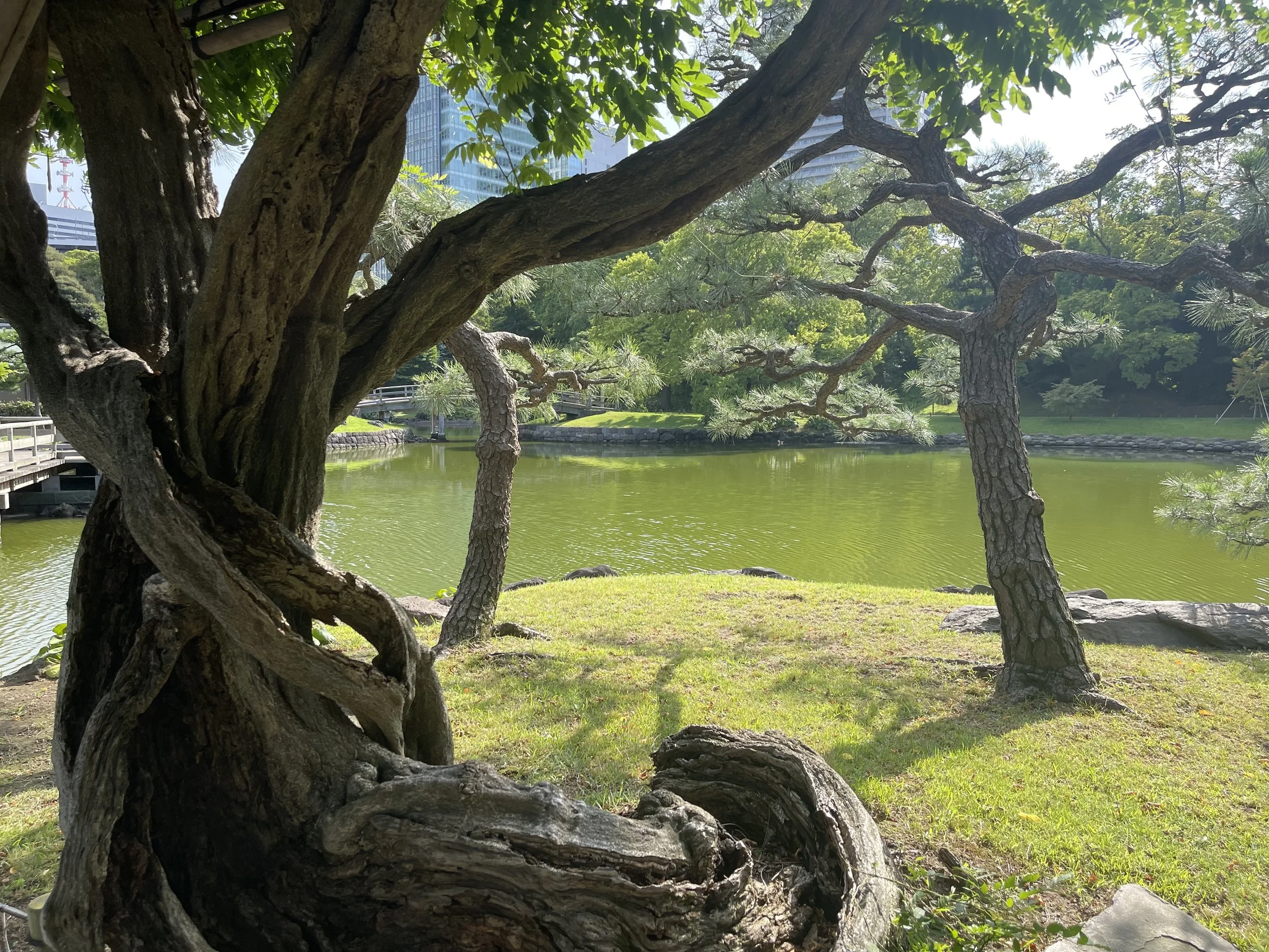 Large, twisted tree with textured bark and sprawling branches by pond in park with modern buildings in background.