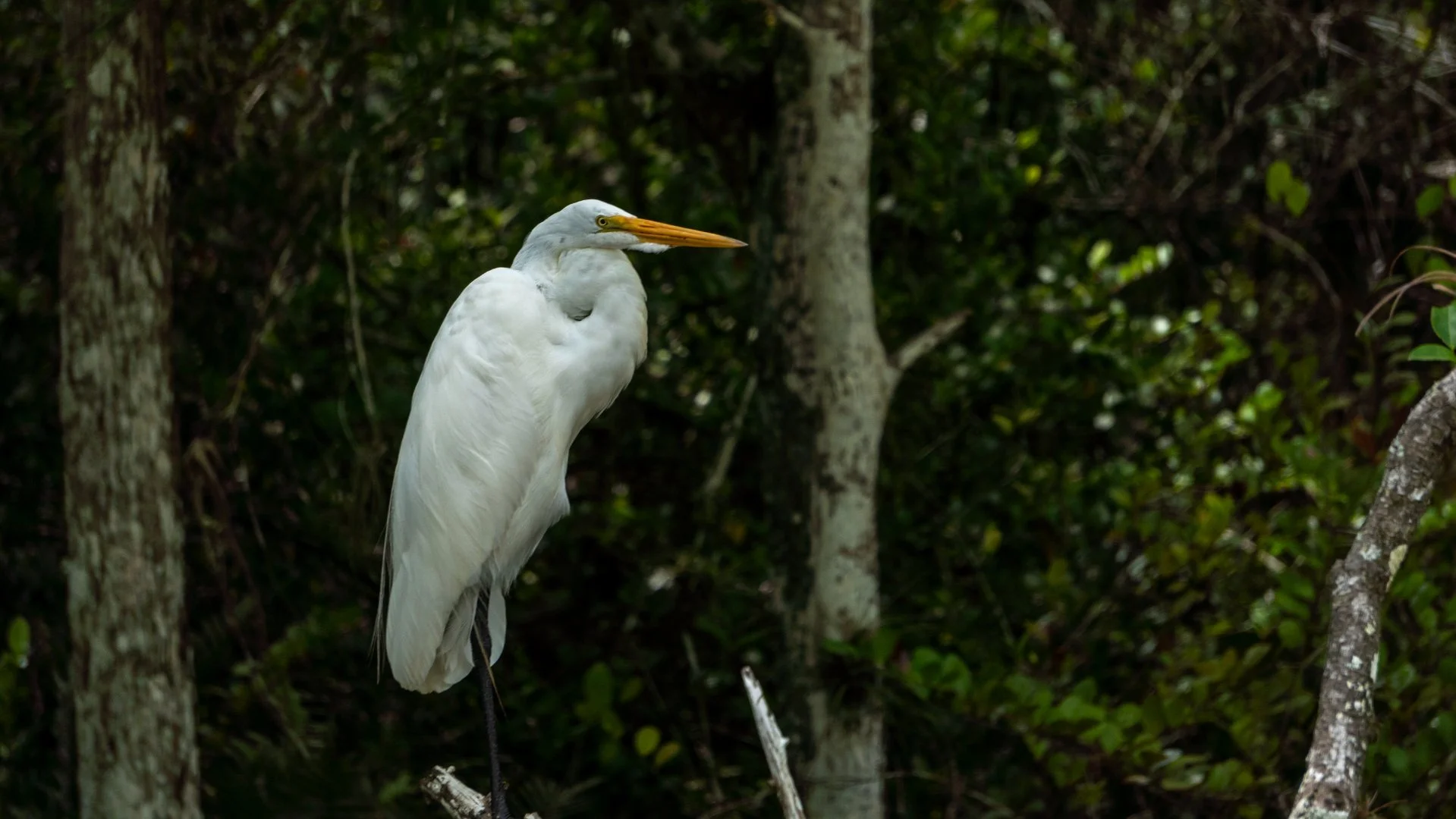 A white heron standing among trees and greenery in a natural habitat. - Taken by Dillon Morby of D Morby Media, a local photographer working in South East Michigan