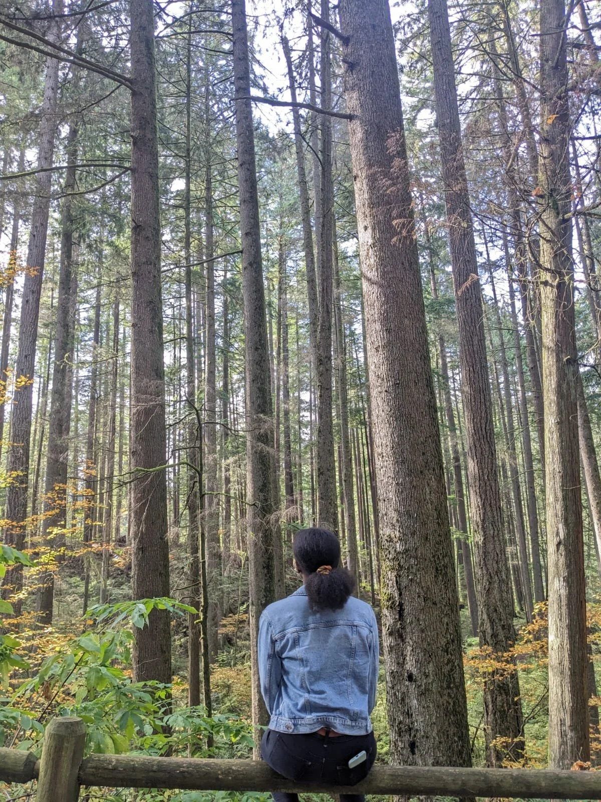 Person with curly hair in a ponytail, wearing a denim jacket, sits on a wooden fence, looking into a dense forest of tall trees with green foliage.