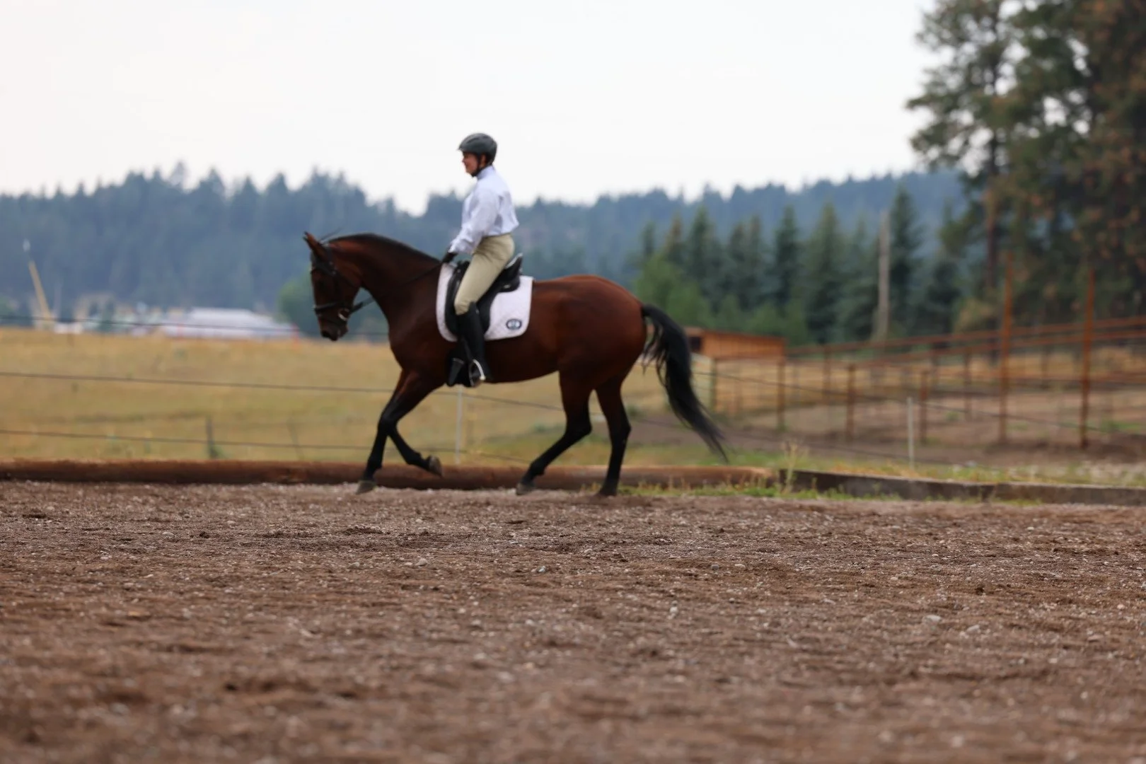 A person riding a brown horse in an outdoor riding arena, surrounded by a rural landscape with trees and fences.