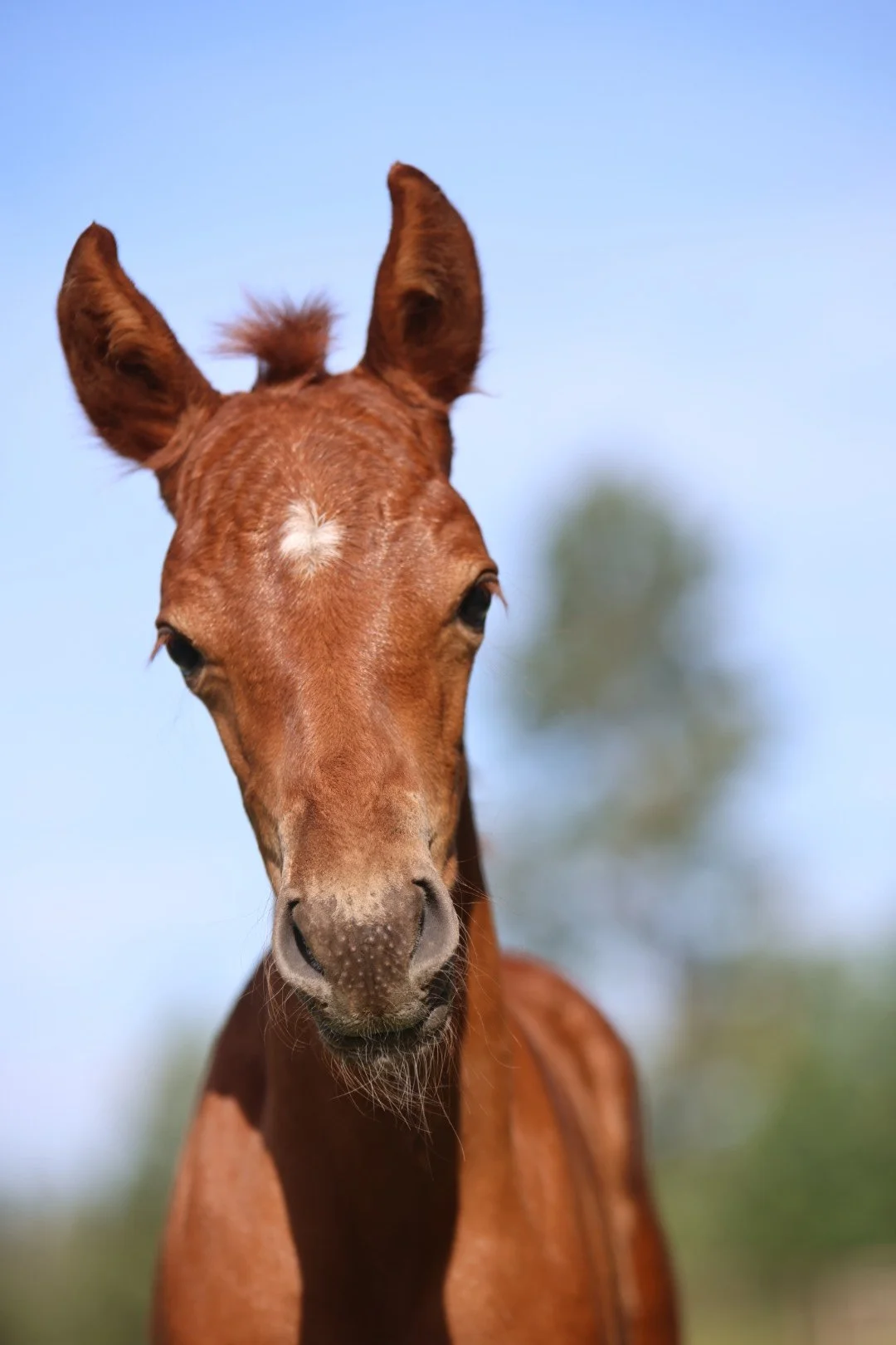 Desensitizing your horse