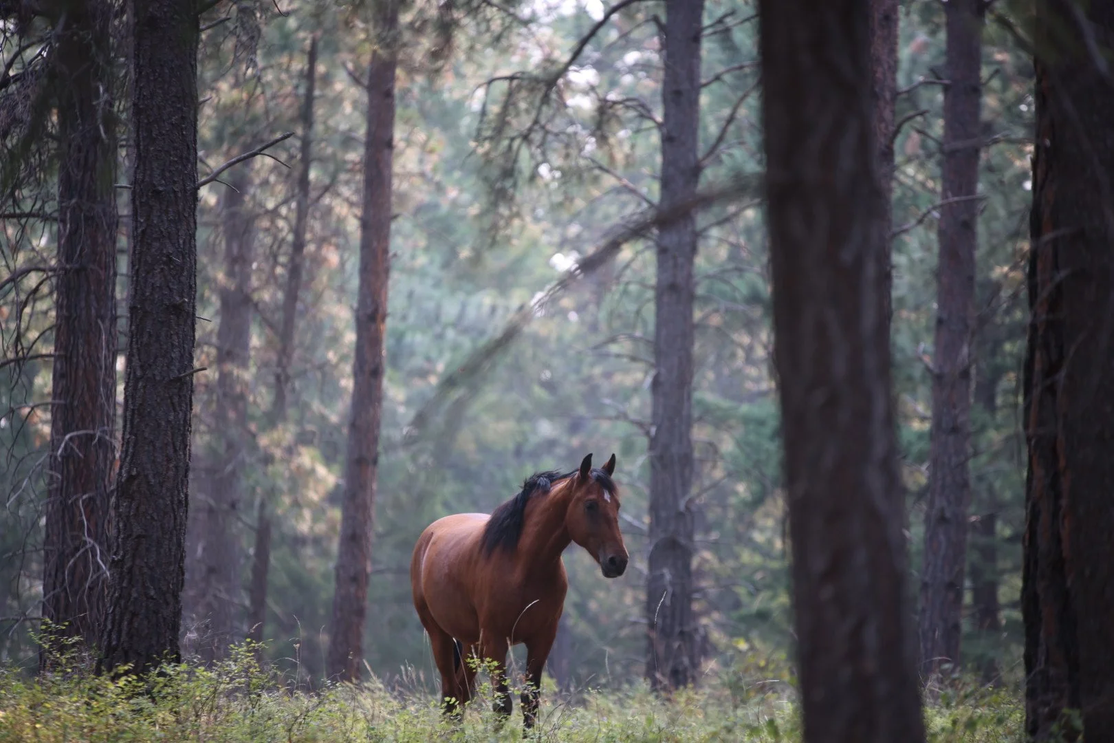 Terms to help with your riding