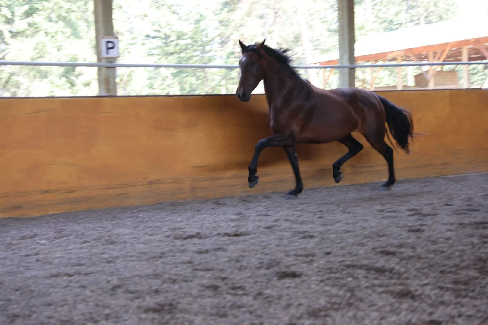 New Horse shopping?