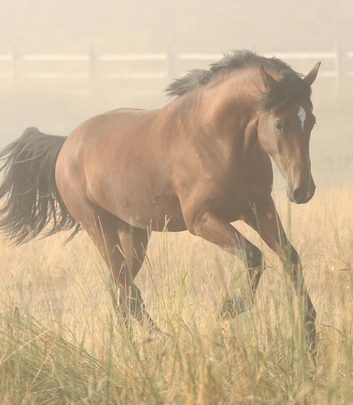 A brown horse running through a foggy field with tall grass.