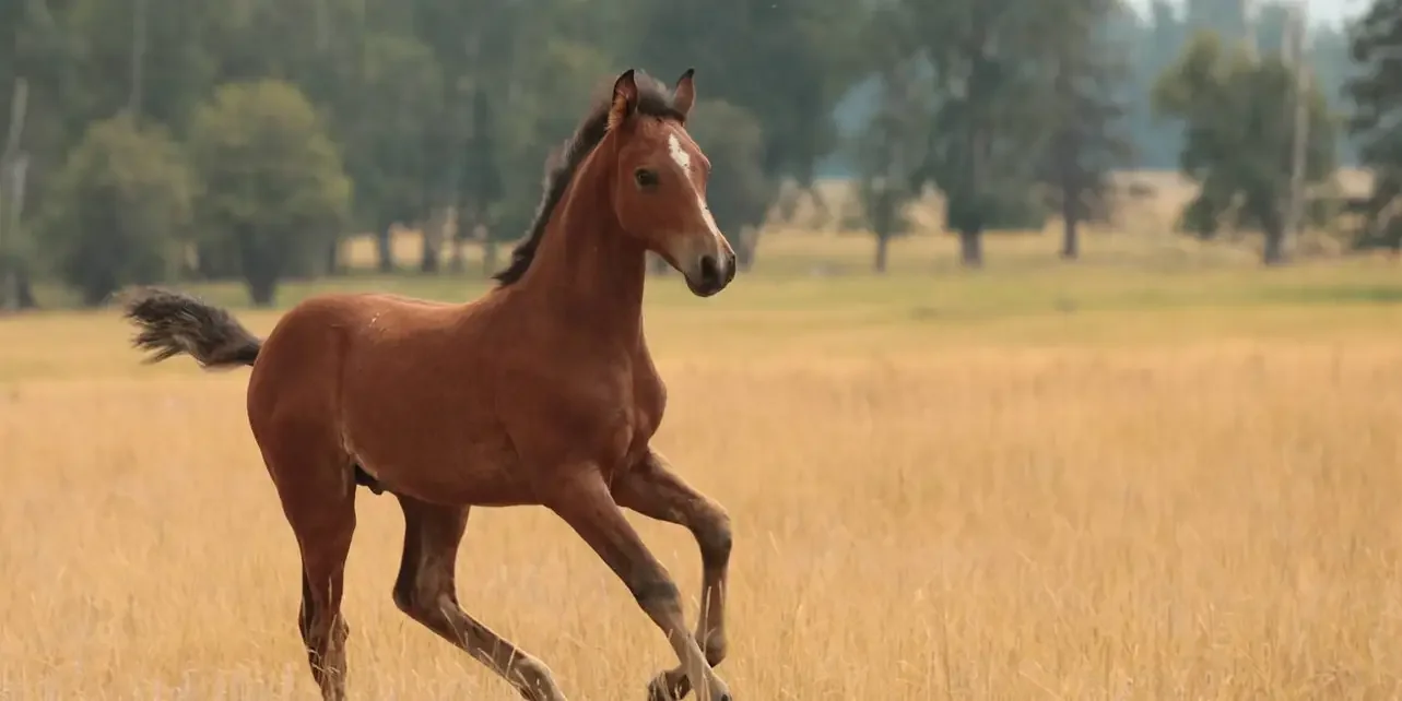 A brown horse with a black mane running in a grassy field with trees in the background.