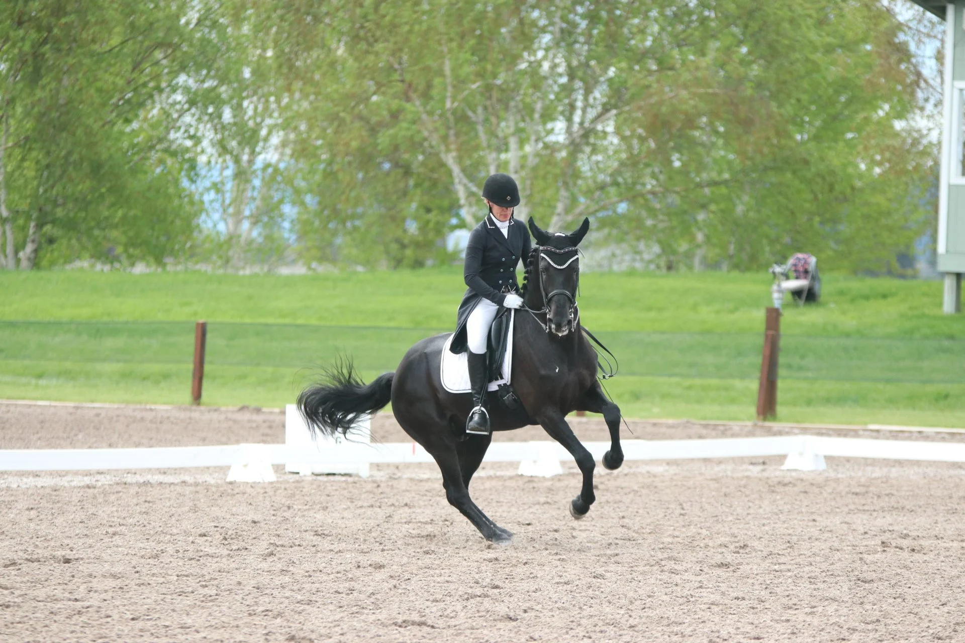 A rider in black equestrian attire riding a black horse in a dressage arena with a green leafy background.