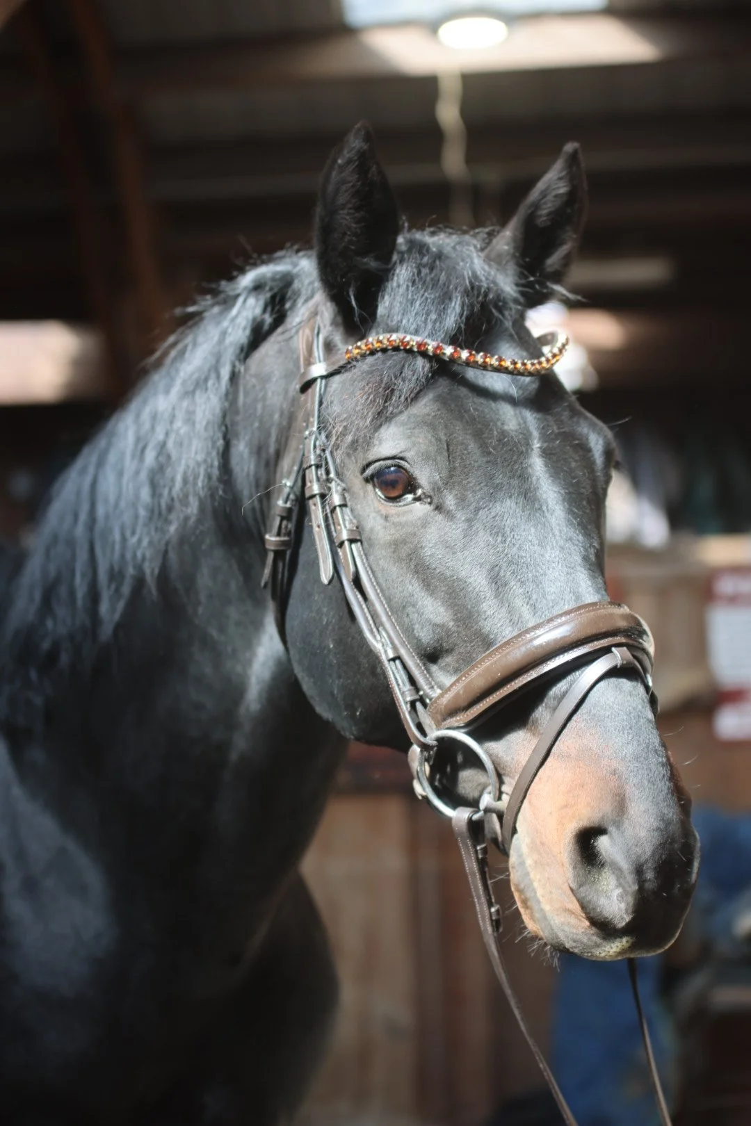 Black horse with a bejeweled browband and a brown bridle, standing indoors with a wooden background.