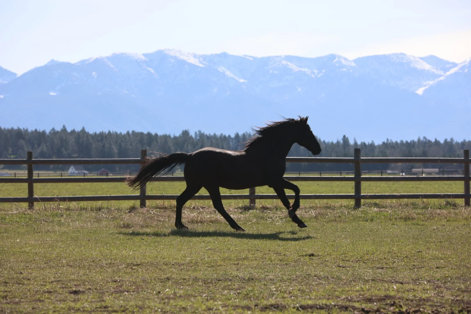 A black horse running in a grassy field with a wooden fence, distant trees, mountains, and snow-capped peaks under a clear sky.
