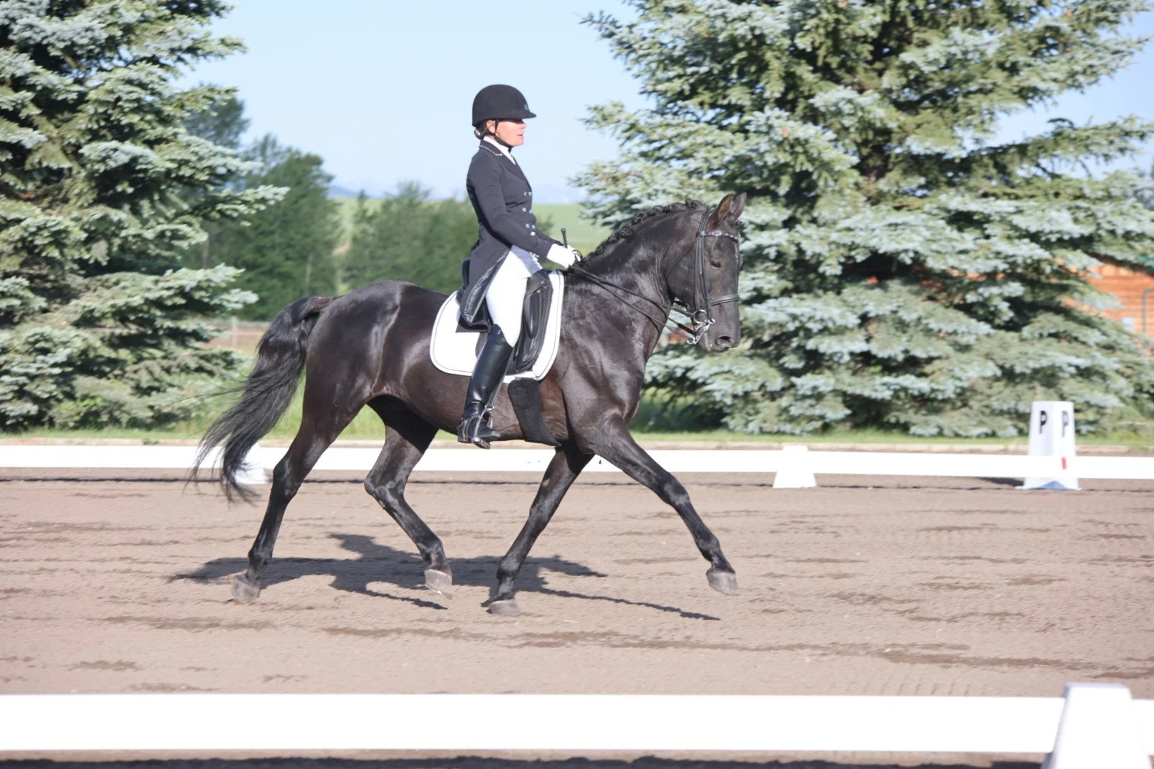 A person dressed in formal equestrian riding attire, including a black helmet, riding jacket, white breeches, and tall black riding boots, riding a dark bay horse with a braided mane on a dirt riding arena, with trees and marker cones in the backgrou
