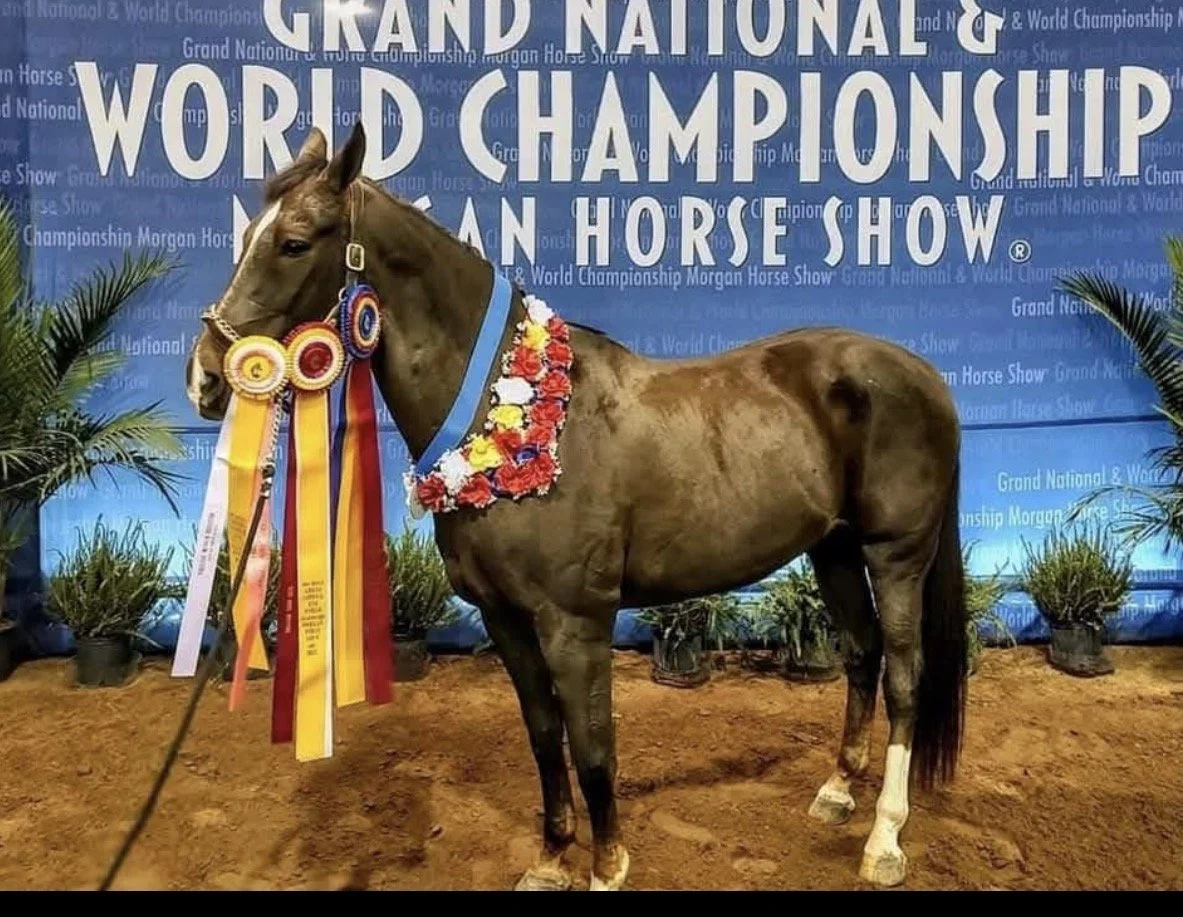 A winning horse standing on dirt at an award ceremony with a blue backdrop reading 'Grand National & World Championship Morgan Horse Show.' The horse has ribbons and a floral garland around its neck, and plant decorations are visible.
