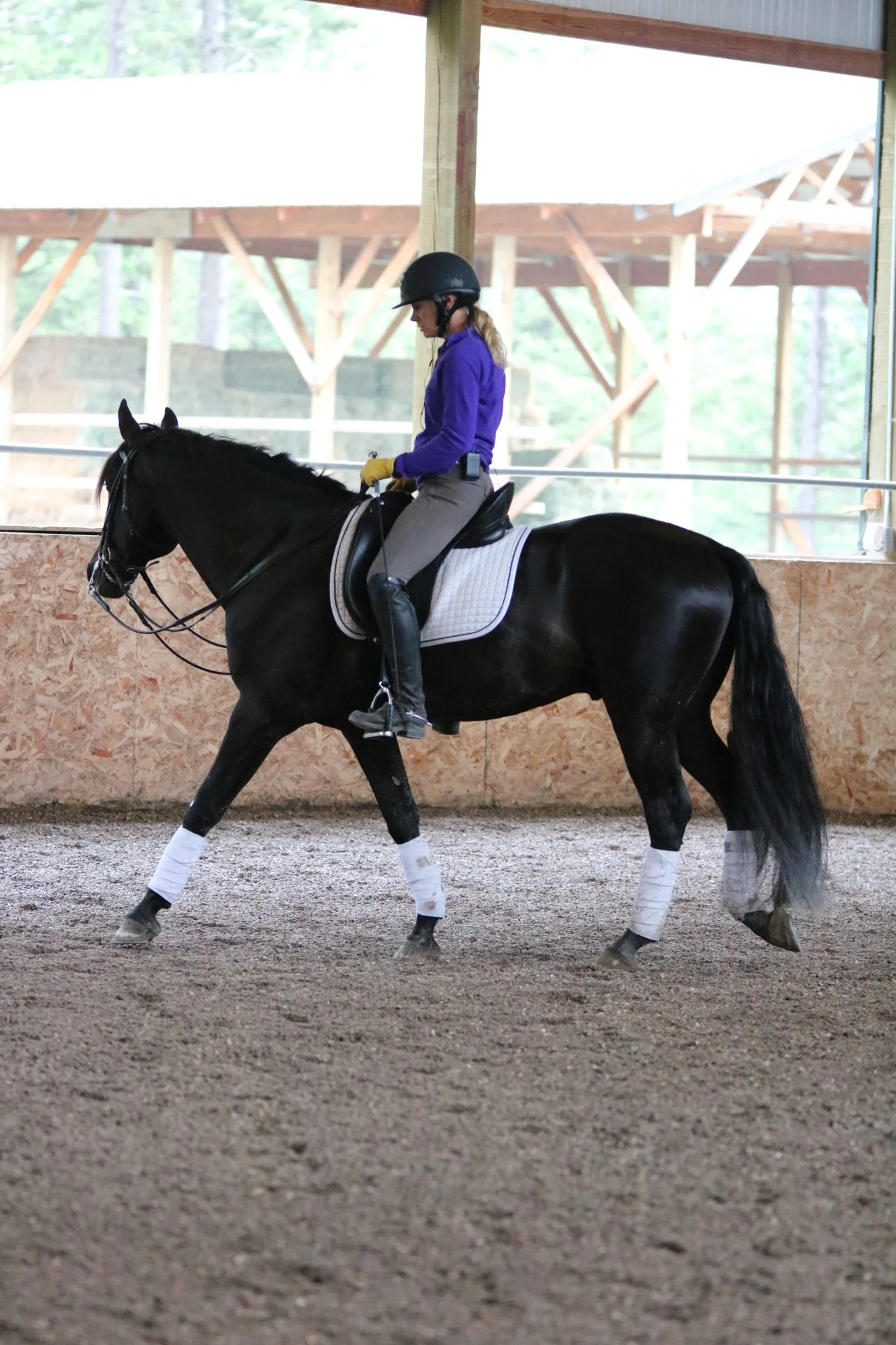 A person riding a black horse inside an indoor riding arena. The rider is wearing a black helmet, purple jacket, gray riding pants, and yellow gloves. The horse has white protective wraps on its legs and a white saddle pad.